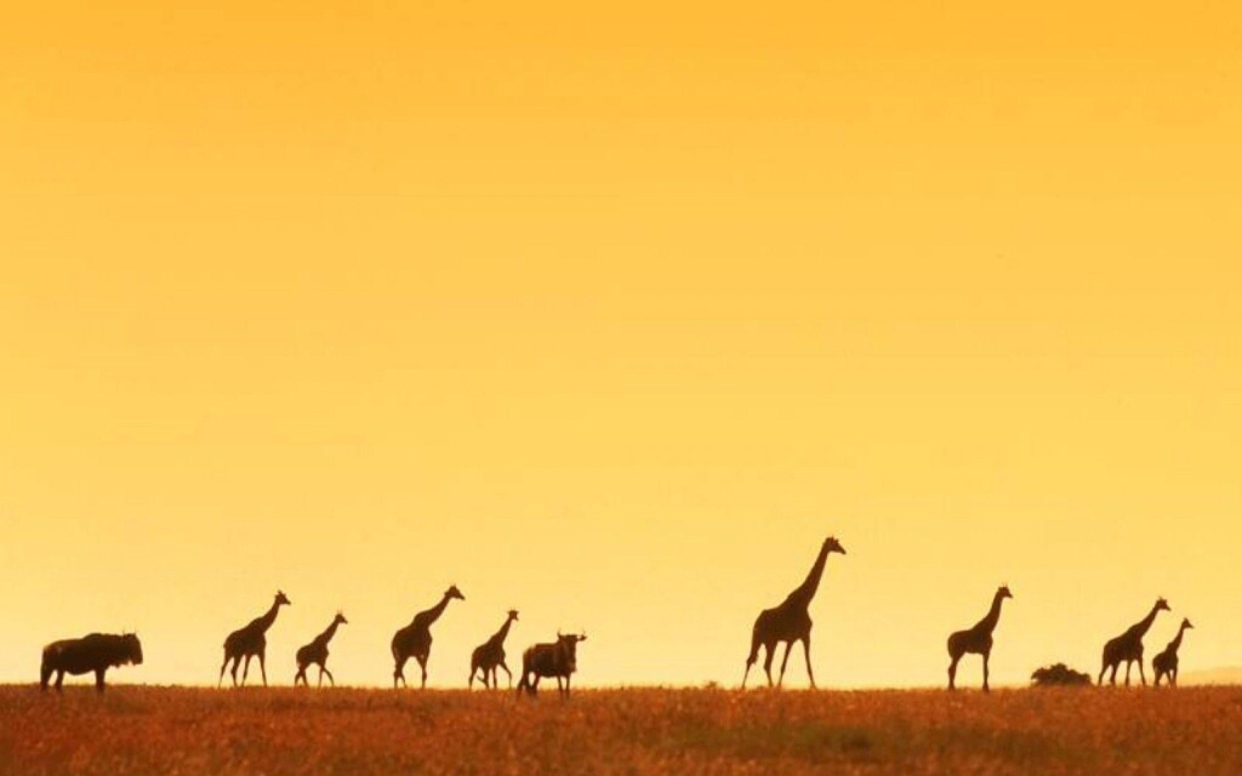 2560x1600 Africa Wallpaper 2020