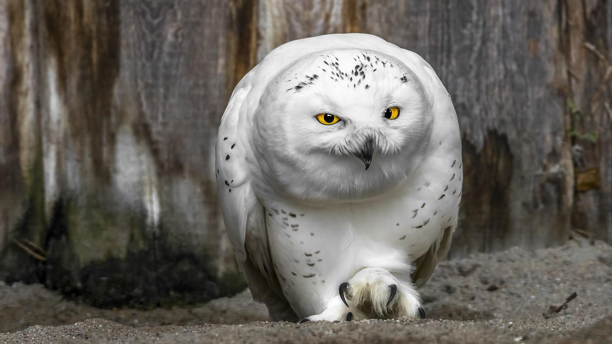 2048x1152 Snowy Owl Wallpaper HD