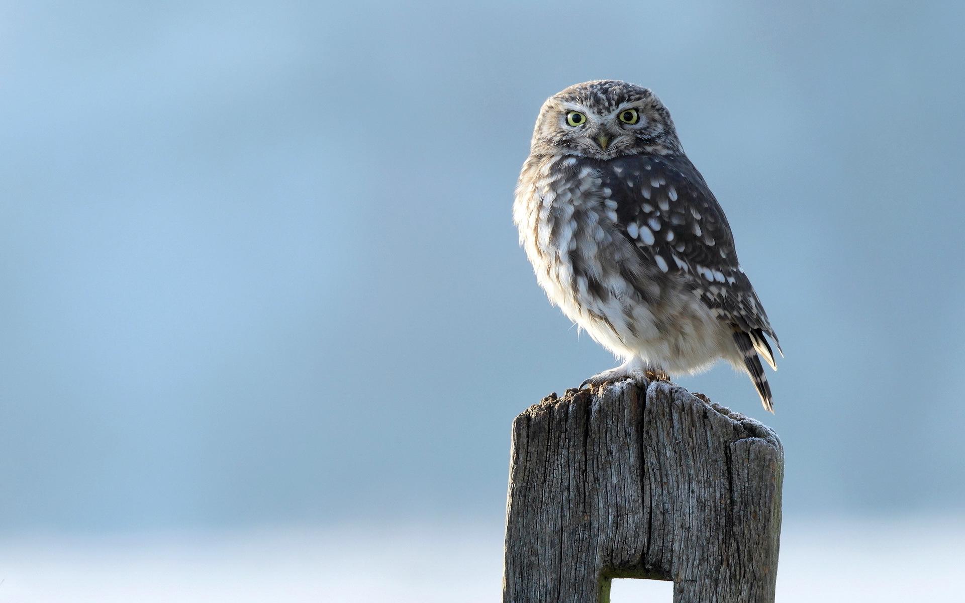 1920x1200 Little Owl Wallpaper