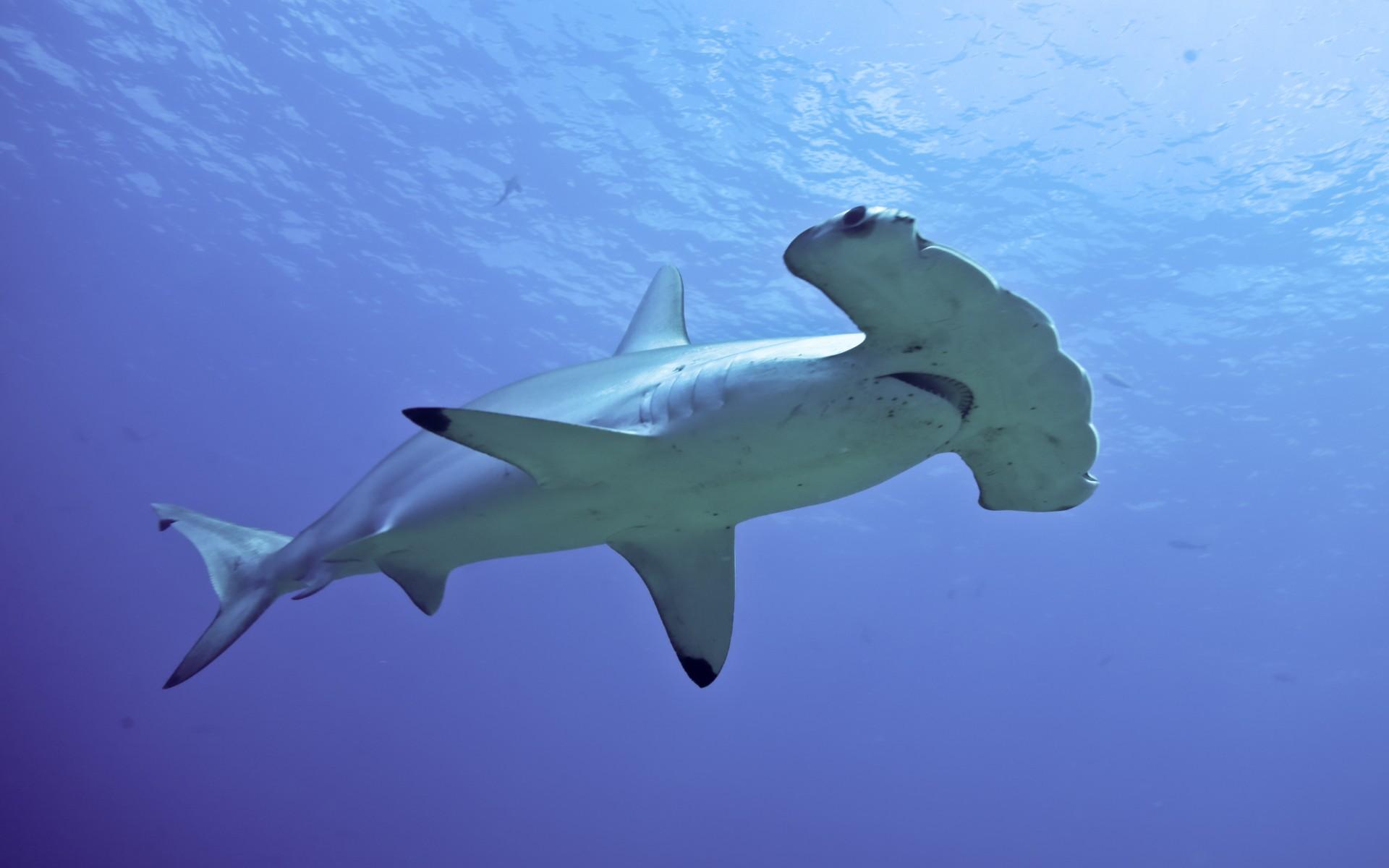 1920x1200 Hammerhead Shark Desktop Wallpaper HD For Mobile Phones And Laptops :