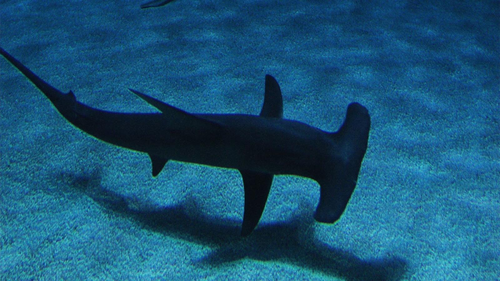1600x900 Hammerhead Shark HD Wallpaper 76511