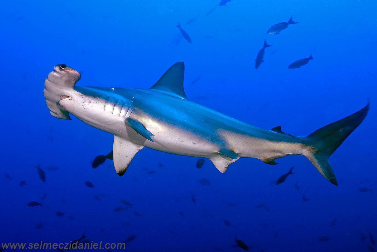 1300x867 Hammerhead Shark wallpaper, Animal, HQ Hammerhead Shark pictureK Wallpaper 2019