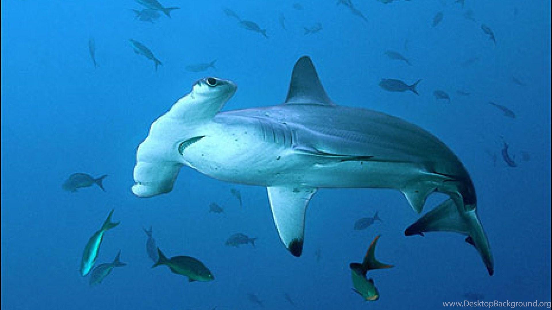 1920x1080 Great Hammerhead Shark Wallpaper. Desktop Background