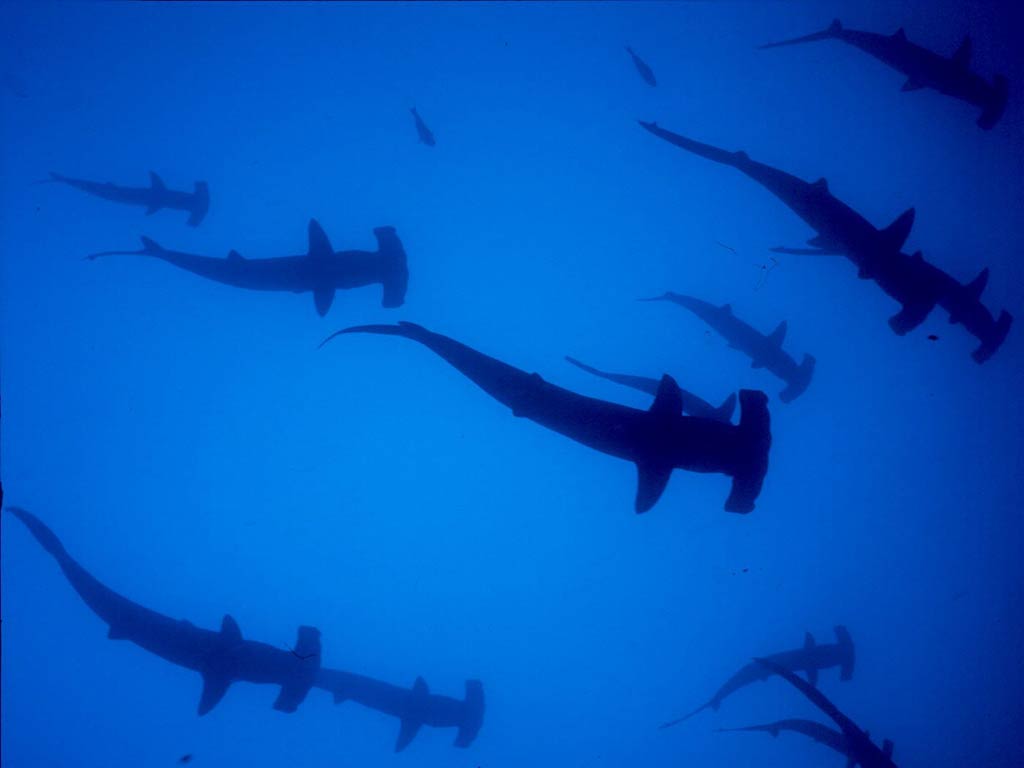 1024x768 Hammerhead Shark Wallpaper