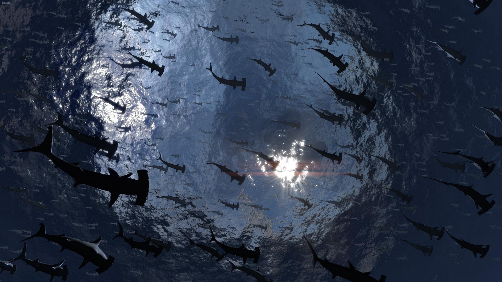 1920x1080 Sharks Background Wallpaper Shark Wallpaper HD