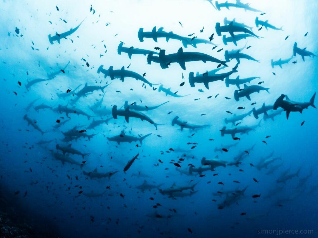 1080x811 Hammerhead Shark Wallpaper J Pierce / iPhone HD Wallpaper Background Download HD Wallpaper (Desktop Background / Android / iPhone) (1080p, 4k) (1080x811) (2021)
