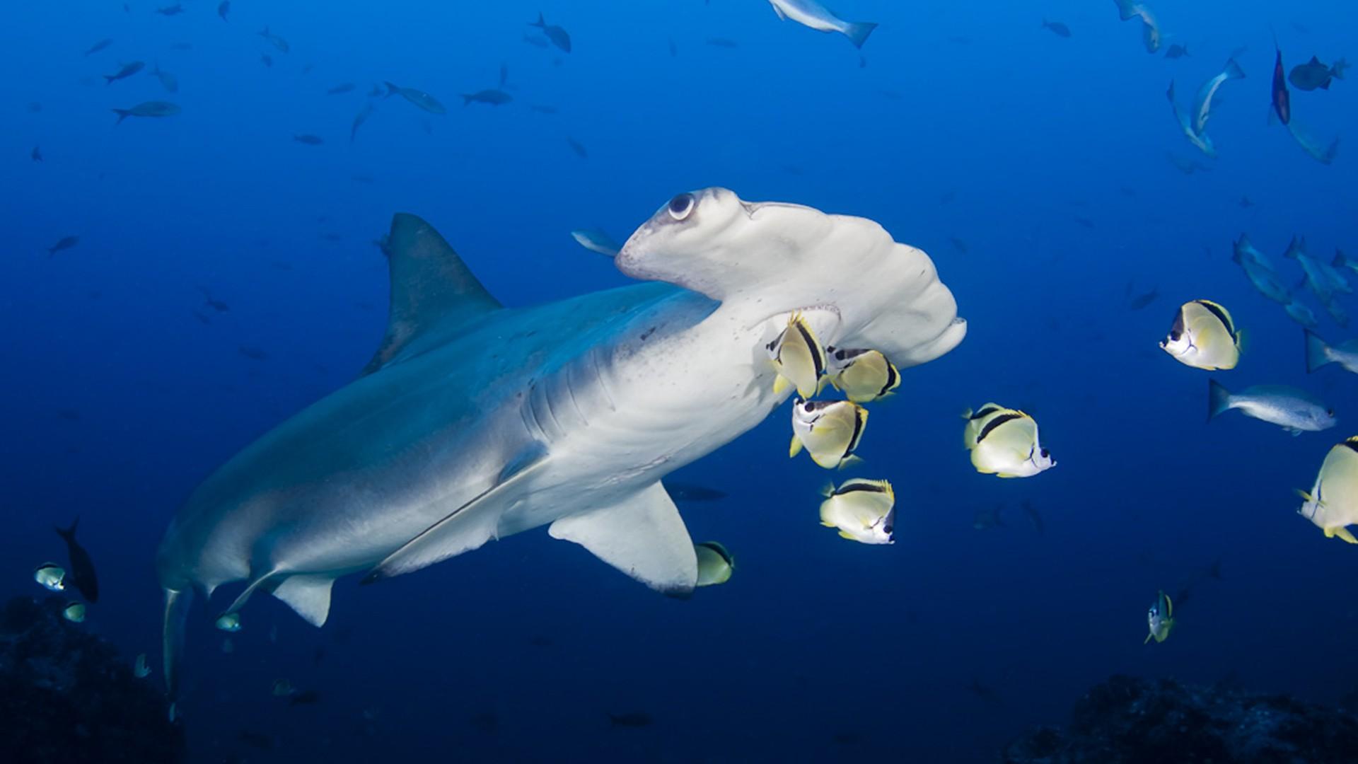 1920x1080 Scalloped Hammerhead Shark Desktop Wallpaper HD For Mobile Phones And Laptops :