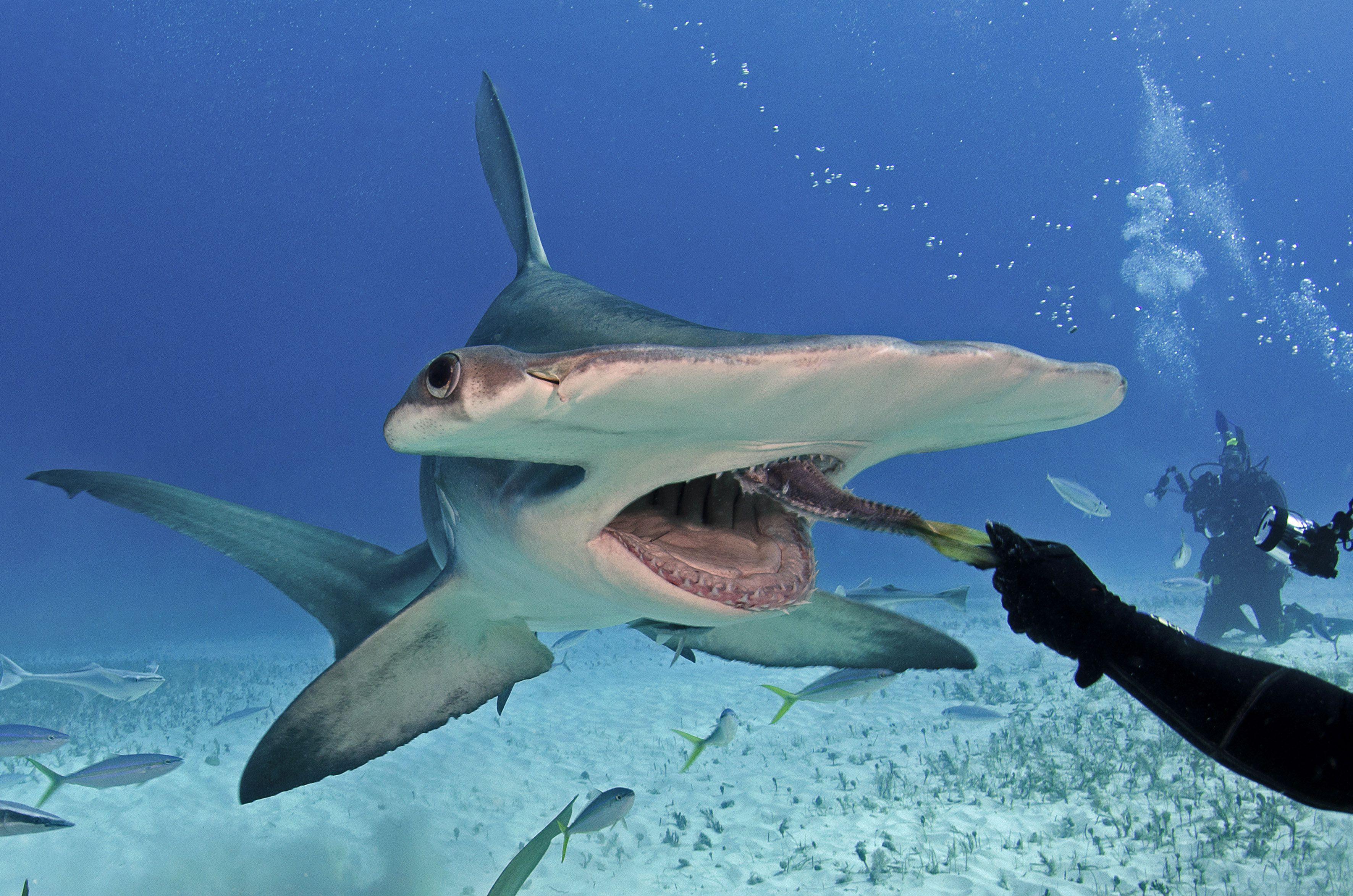 3543x2347 Hammerhead Shark HD Wallpaper