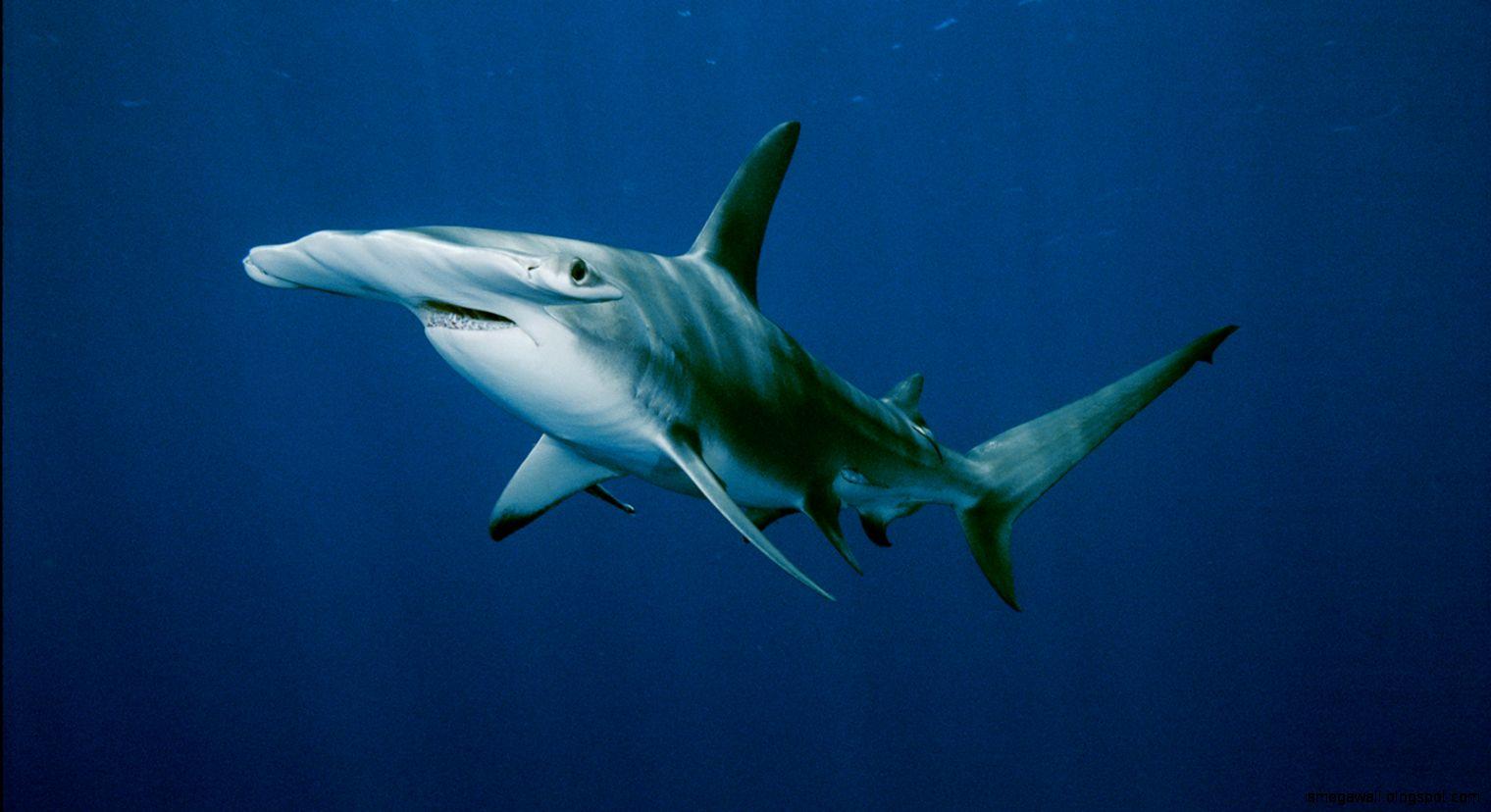 1520x828 Hammerhead Shark Picture