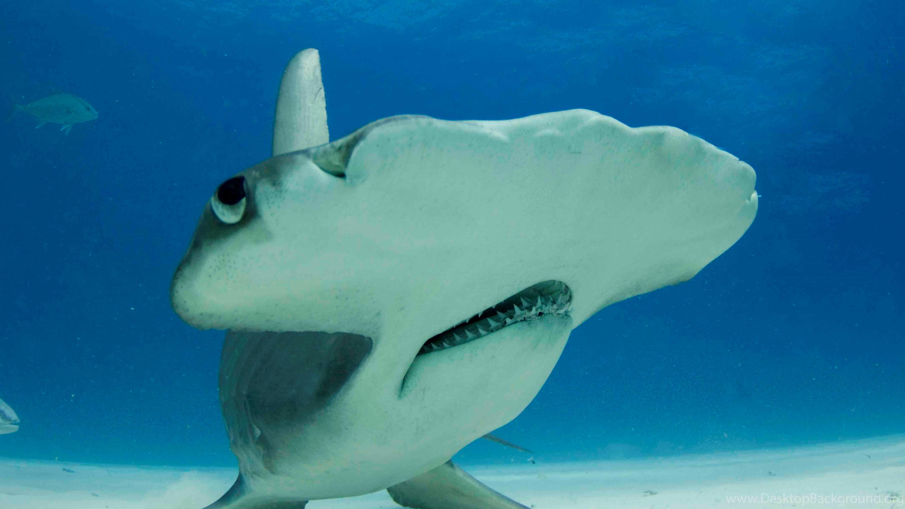 3840x2160 Hammerhead Shark wallpaper Desktop Background