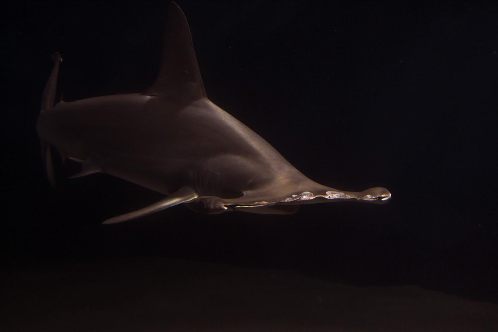 1600x1067 All Five Oceans: Shark wallpaper