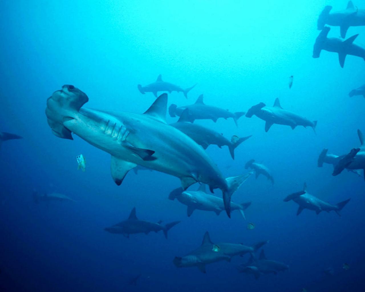 1280x1024 Free download Hammerhead Sharks Wallpaper wallpaper [1280x1024] for your Desktop, Mobile & Tablet. Explore Sharks Wallpaper. Great White Shark Wallpaper, San Jose Sharks Wallpaper, Shark Wallpaper for Desktop