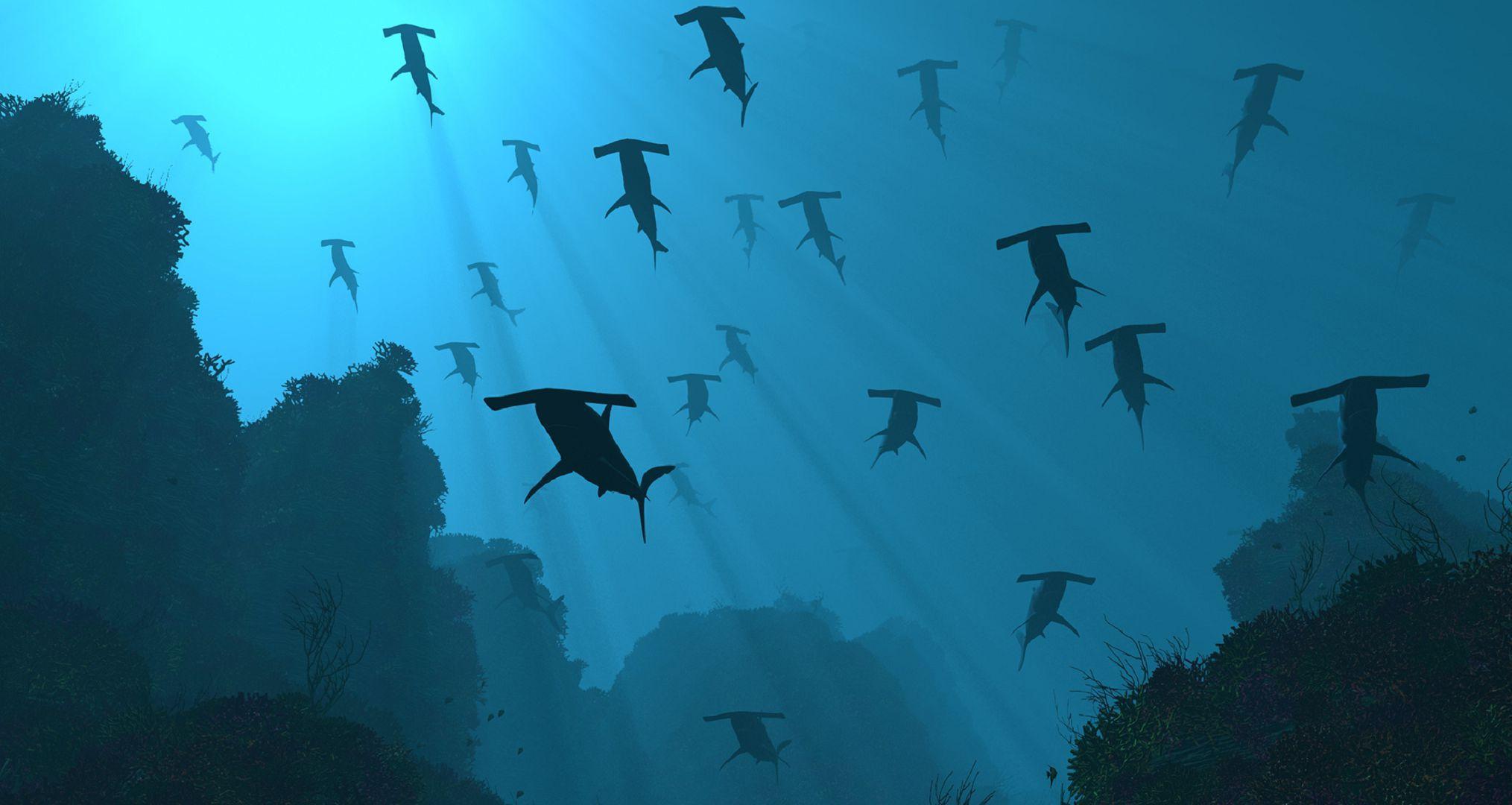 2029x1080 Hammerhead Shark HD Desktop