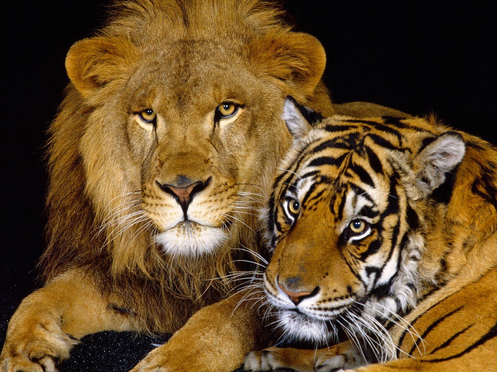 1600x1200 Lion and tiger wallpaper. Lion and tiger