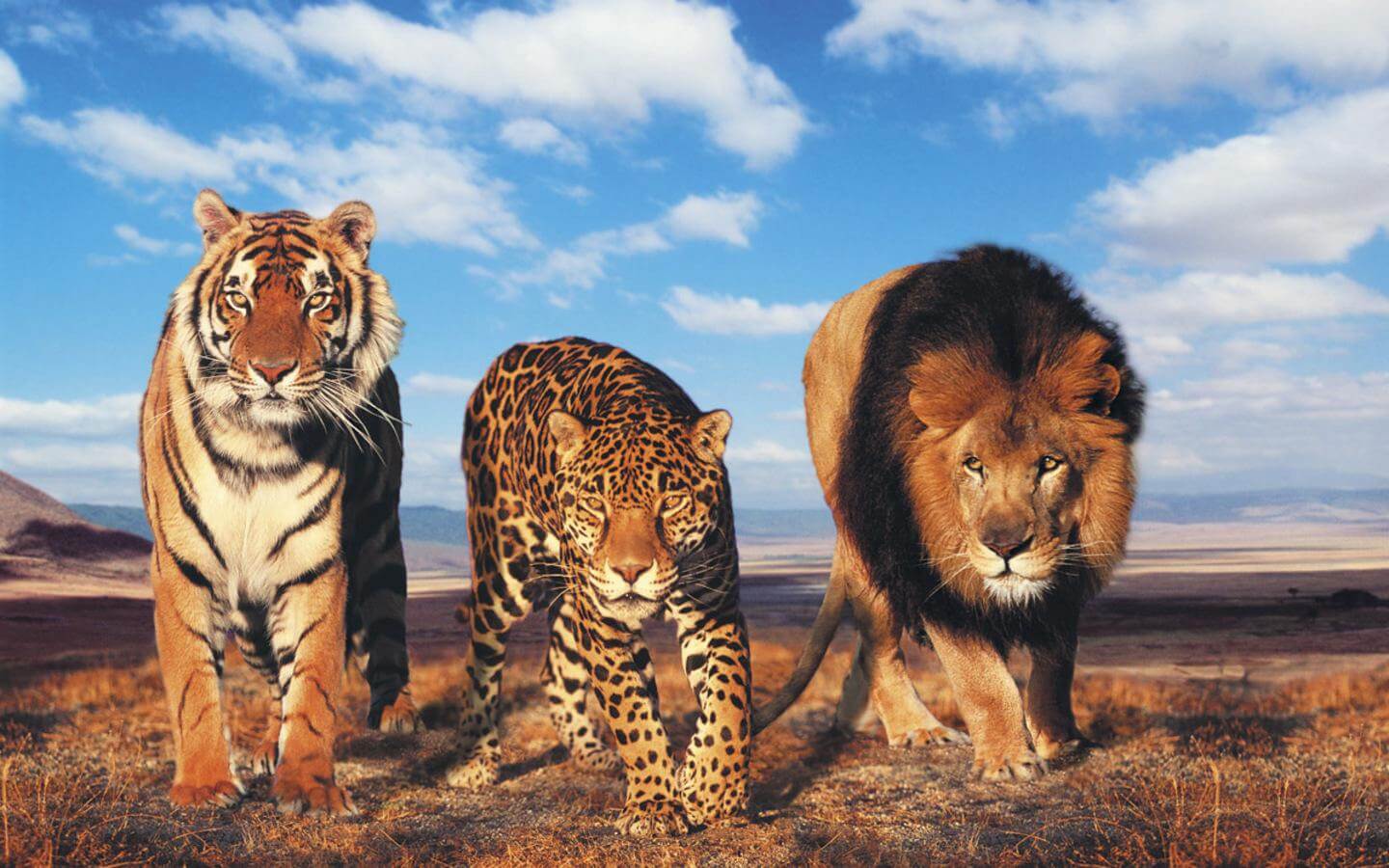 1440x900 Tiger And Lion Wallpaper Group And Tiger HD HD Wallpaper