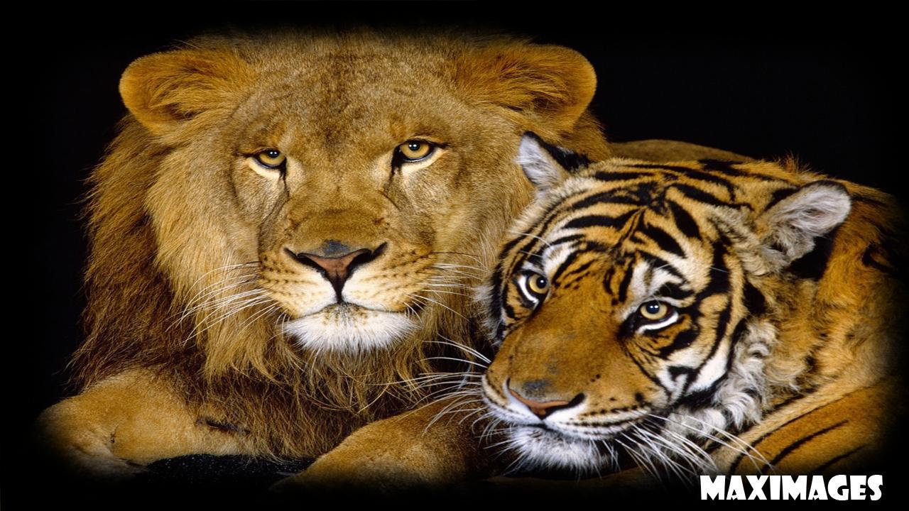 1280x720 Tiger Vs Lion Wallpaper for Android
