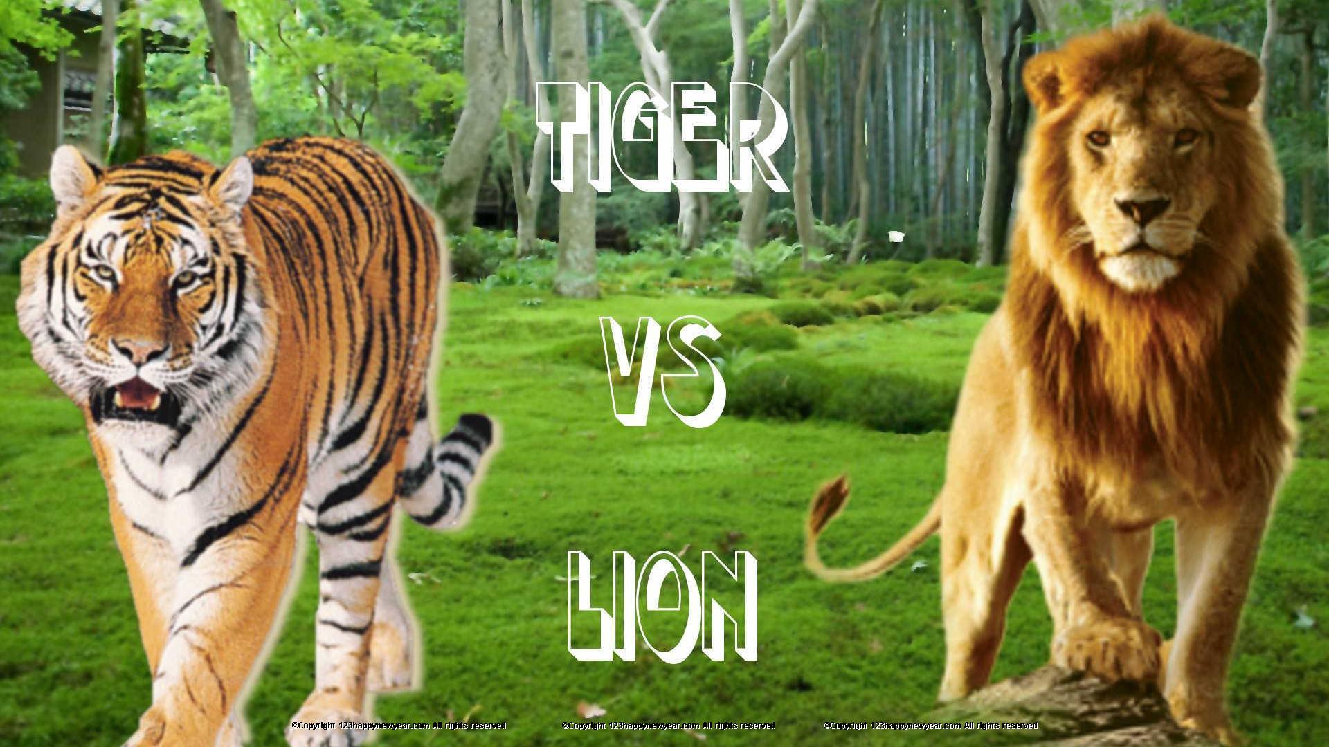 1920x1080 Lion vs tiger wallpaper