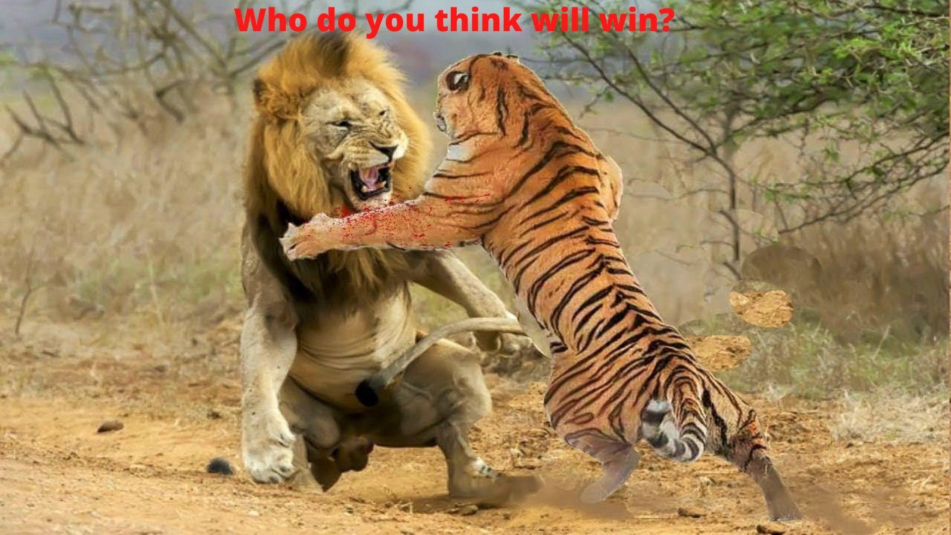 1920x1080 Tiger and lion fight[1920x1080]