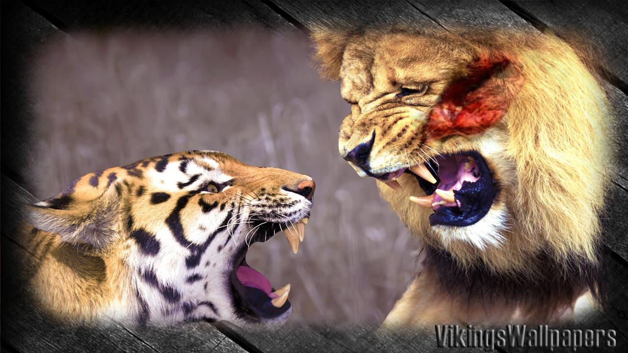 1280x720 Tiger Versus Lion Wallpaper for Android