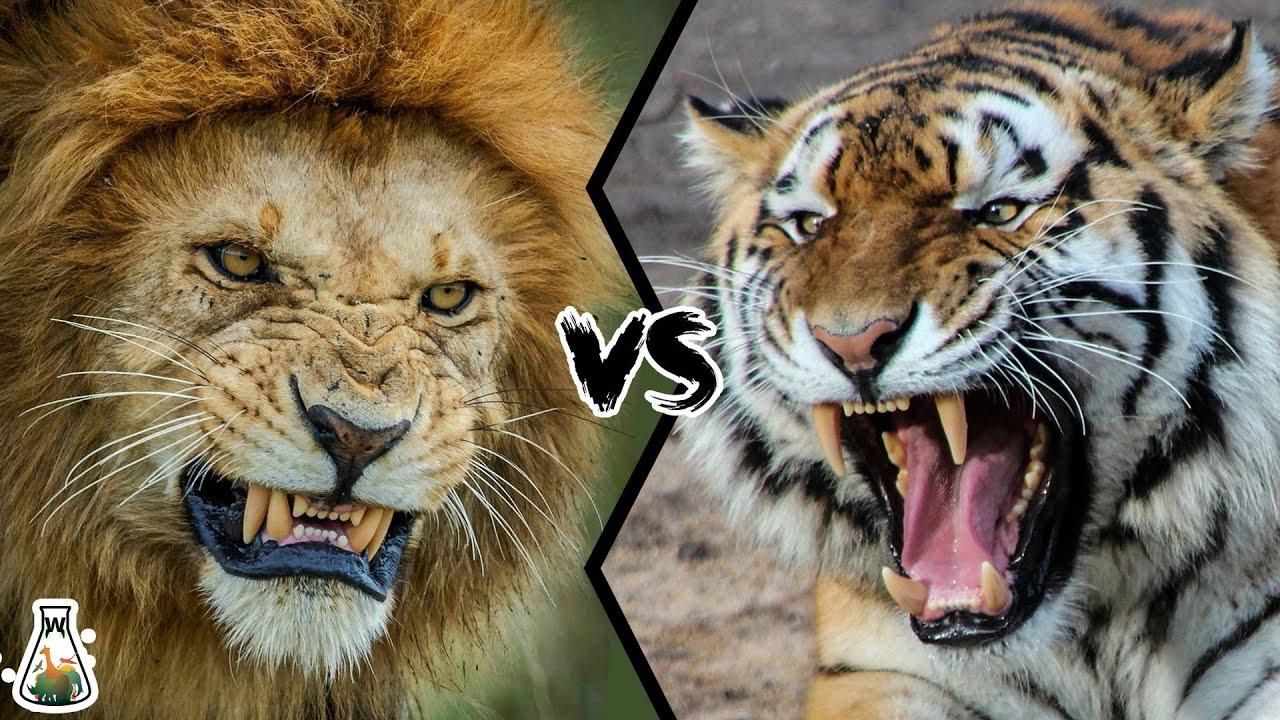 1280x720 LION VS TIGER is the real king?