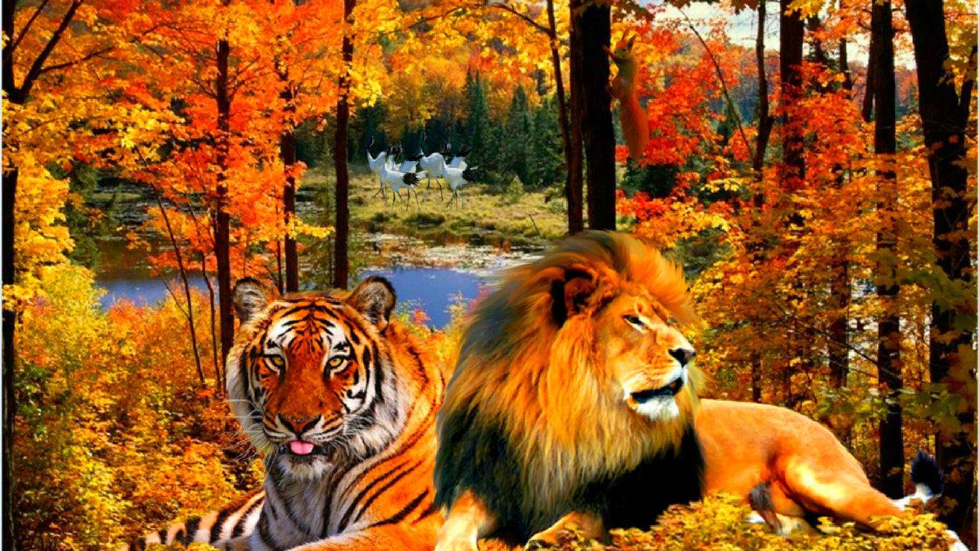 1920x1080 Lion and tiger - Quality and Resolution