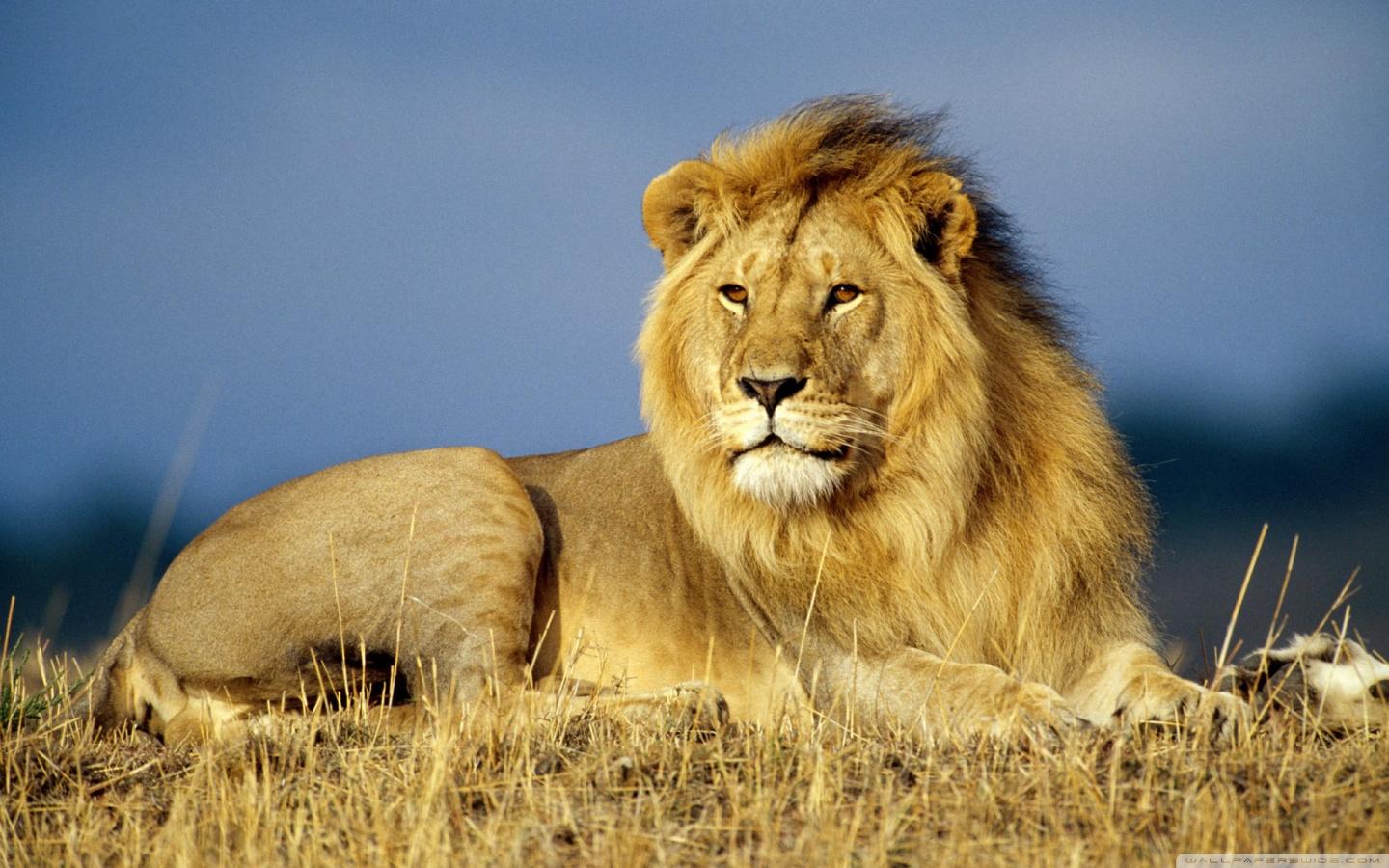 1440x900 Lion And Tiger Wallpaper HD Background