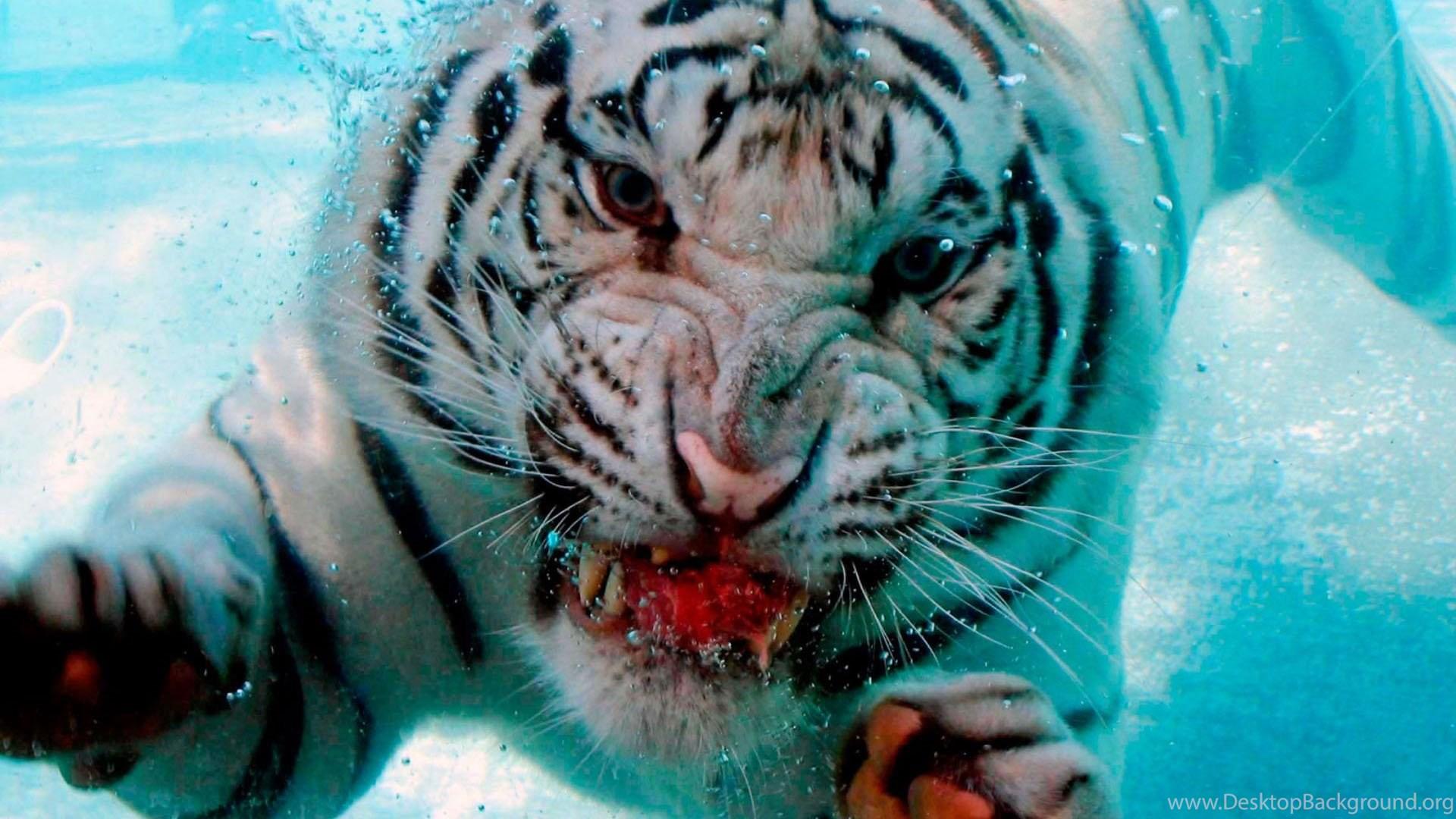 1920x1080 Wallpaper Wild Apple Mac HD Underwater Tiger Attack On 1920x1080. Desktop Background