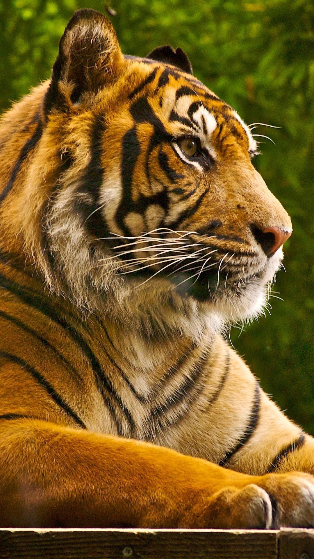 1080x1920 Lion and Tiger Wallpaper for Android