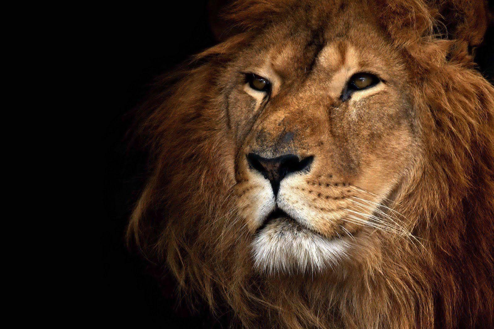 1600x1066 Lion And Tiger Wallpaper