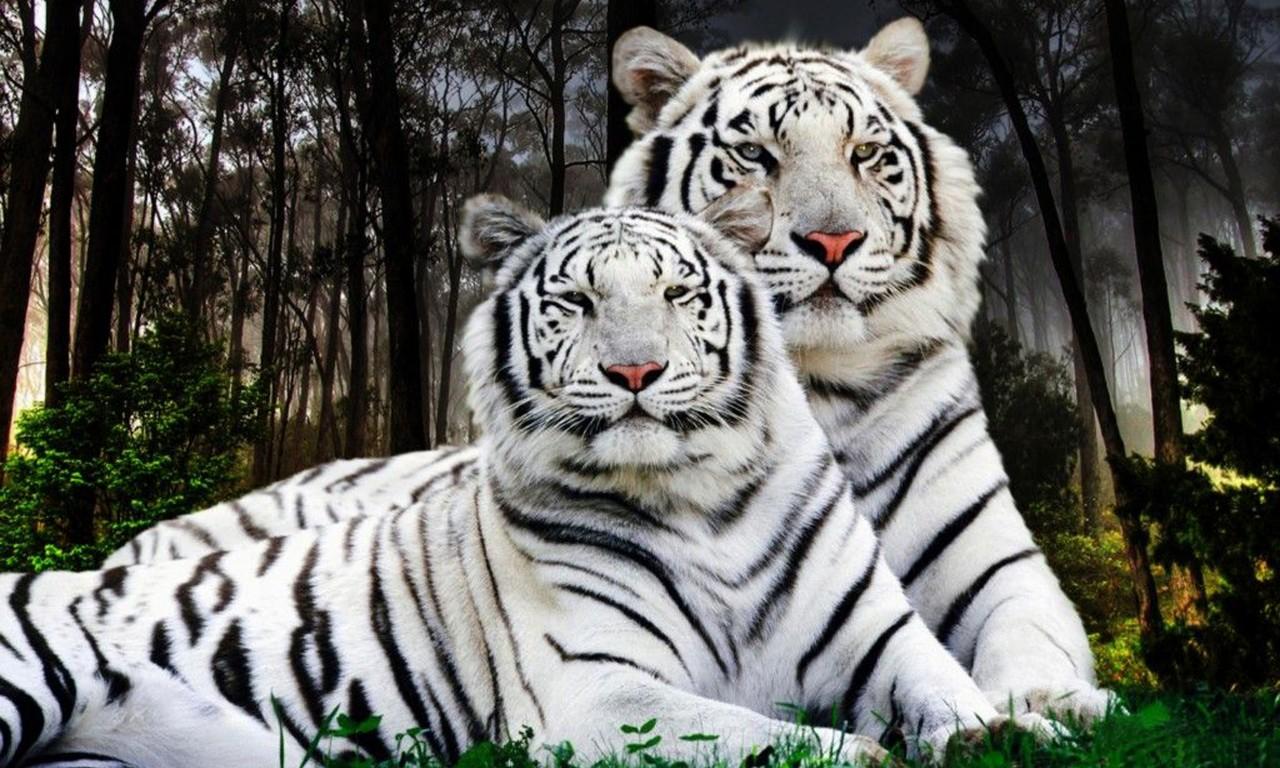 1280x768 White Tiger Pair Desktop Background Computer :