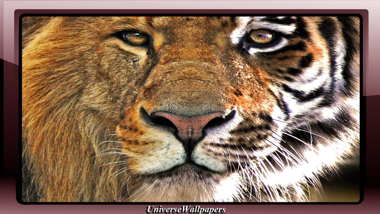 1280x720 Tiger Vs Lion Wallpaper for Android
