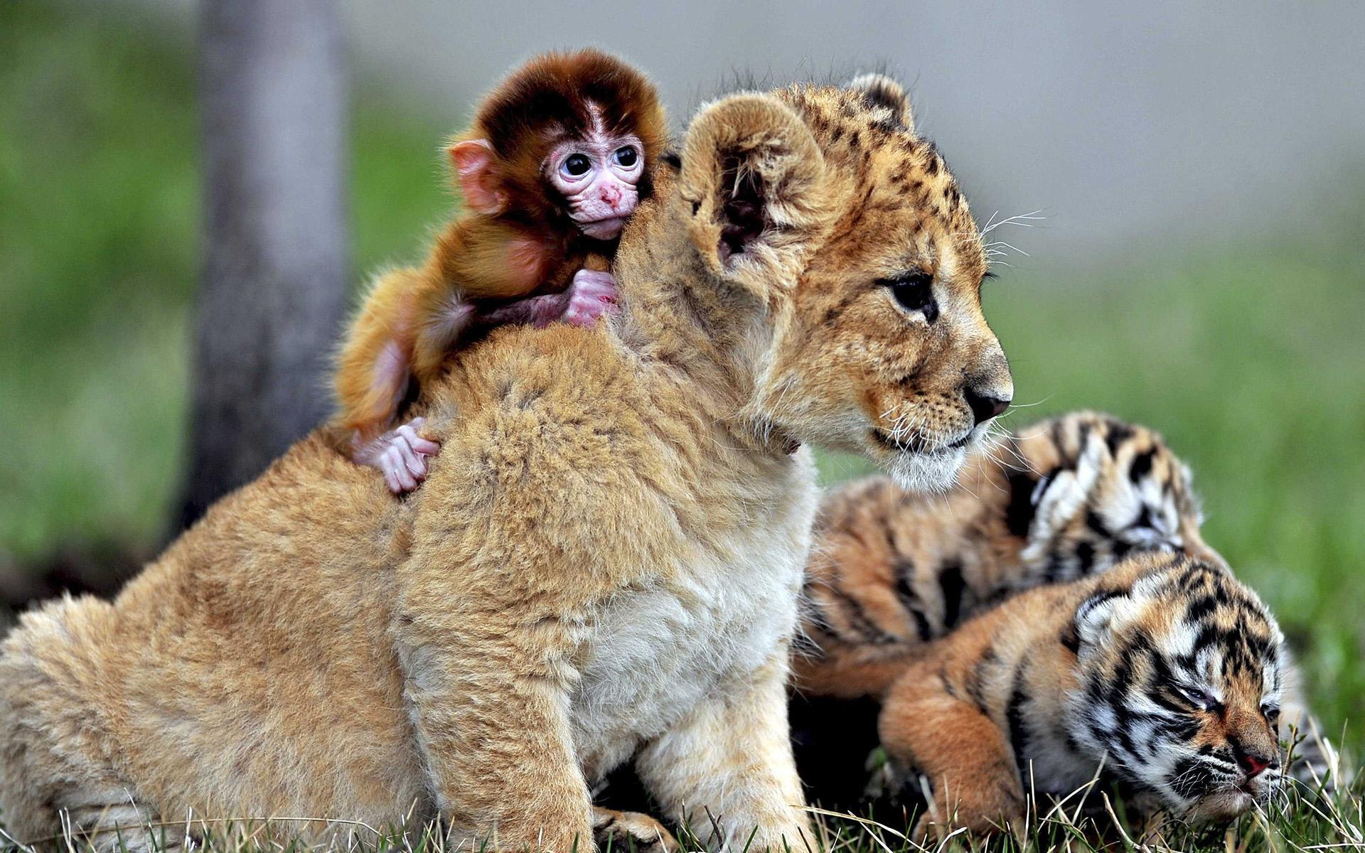 1920x1200 Desktop Wallpaper Baby Animals, Lion, Monkey, Tiger, HD Image, Picture, Background, 9yyon7