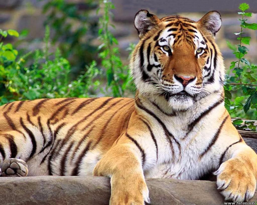 1024x819 Lion Vs Tiger Wallpaper