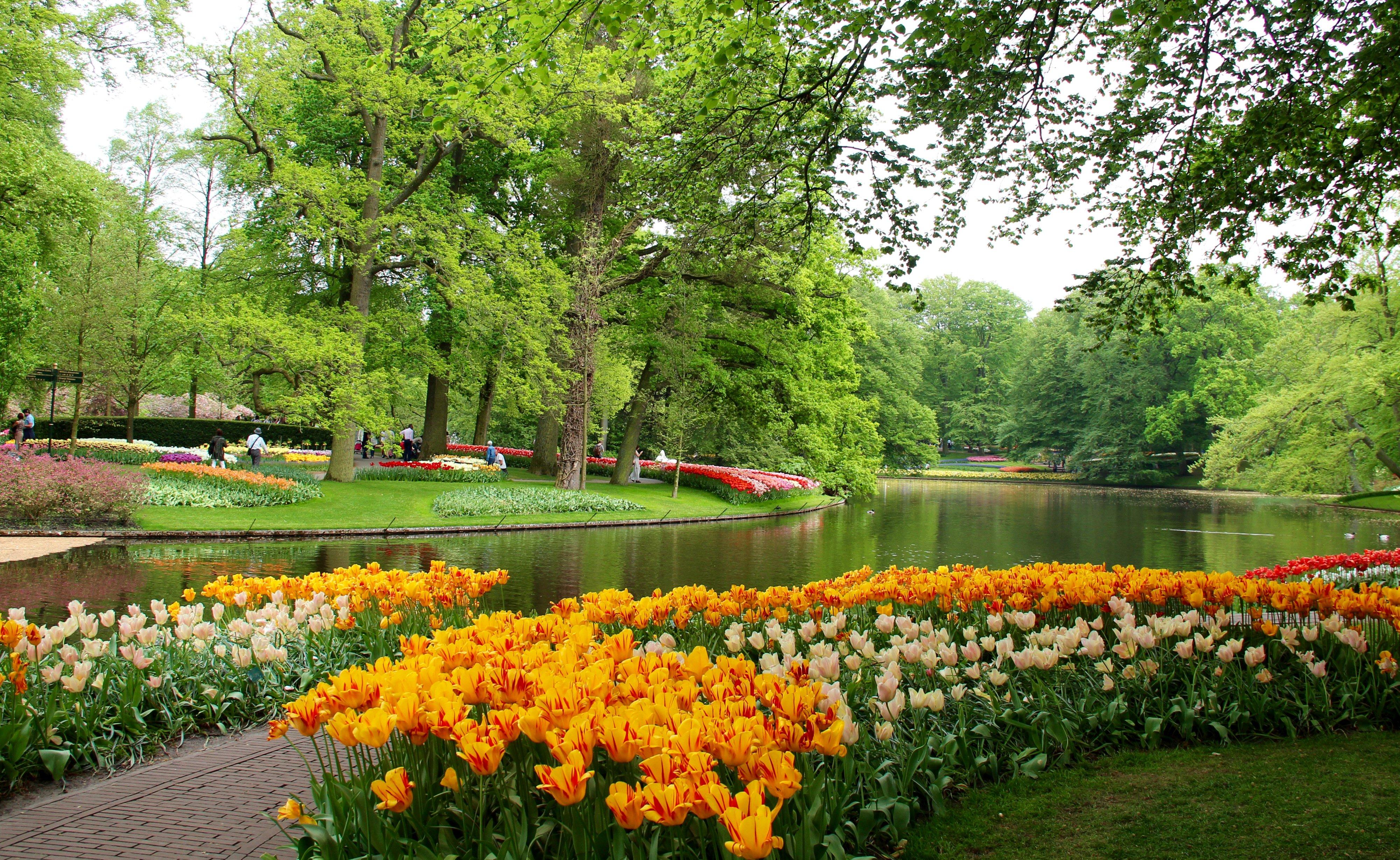 4000x2456 netherlands, Parks, Pond, Tulips, Trees, Keukenhof, Gardens, Nature, Wallpaper Wallpaper HD / Desktop and Mobile Background