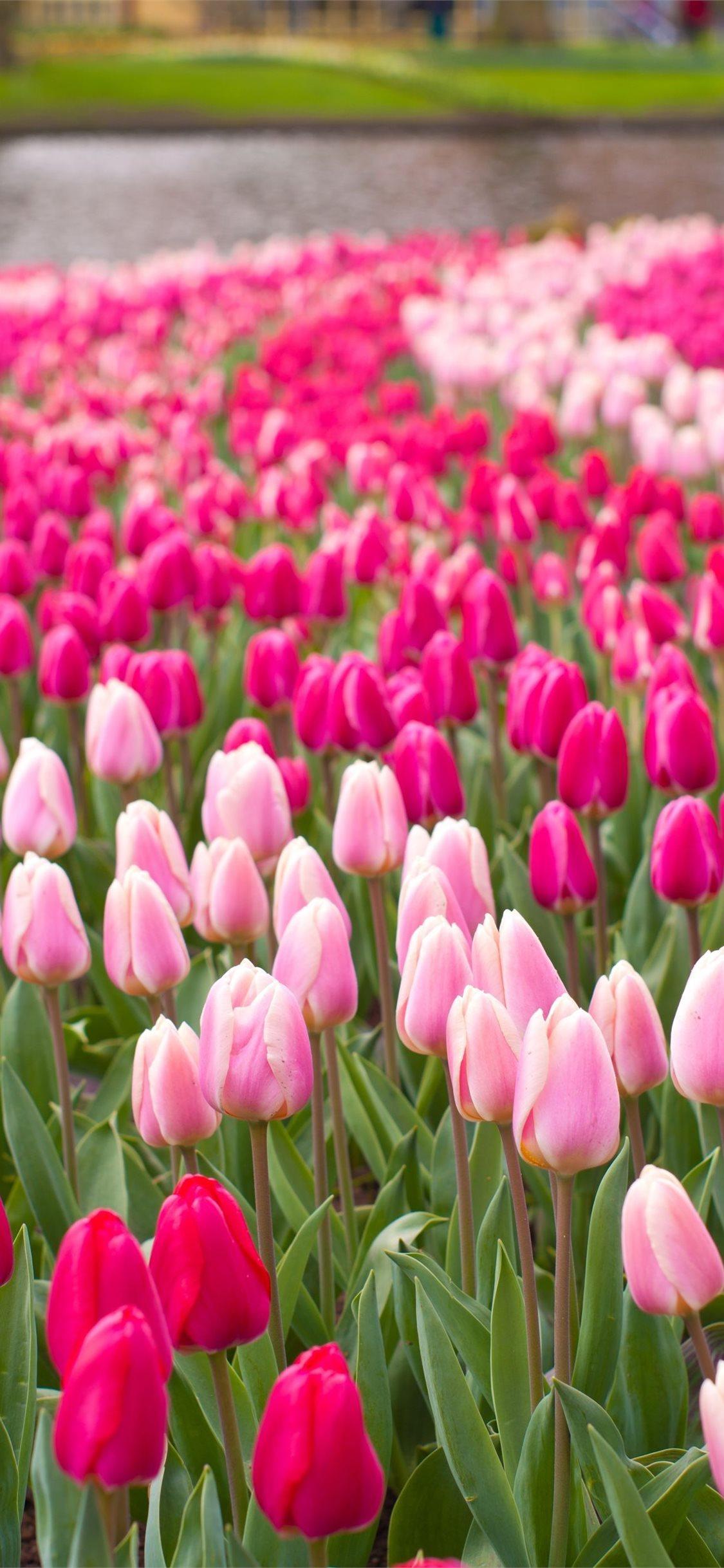 1125x2436 Lelystad Flower Festival Netherlands iPhone X Wallpaper Free Download
