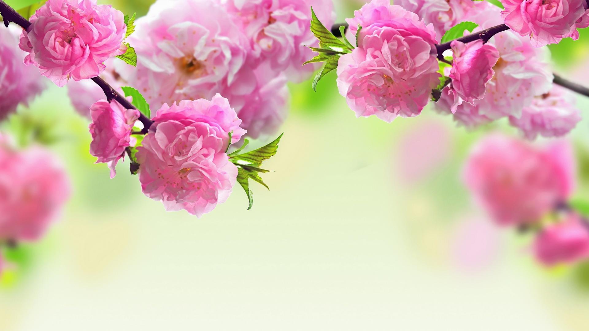 1920x1080 7. Funeral Flowers Picture7 600×338