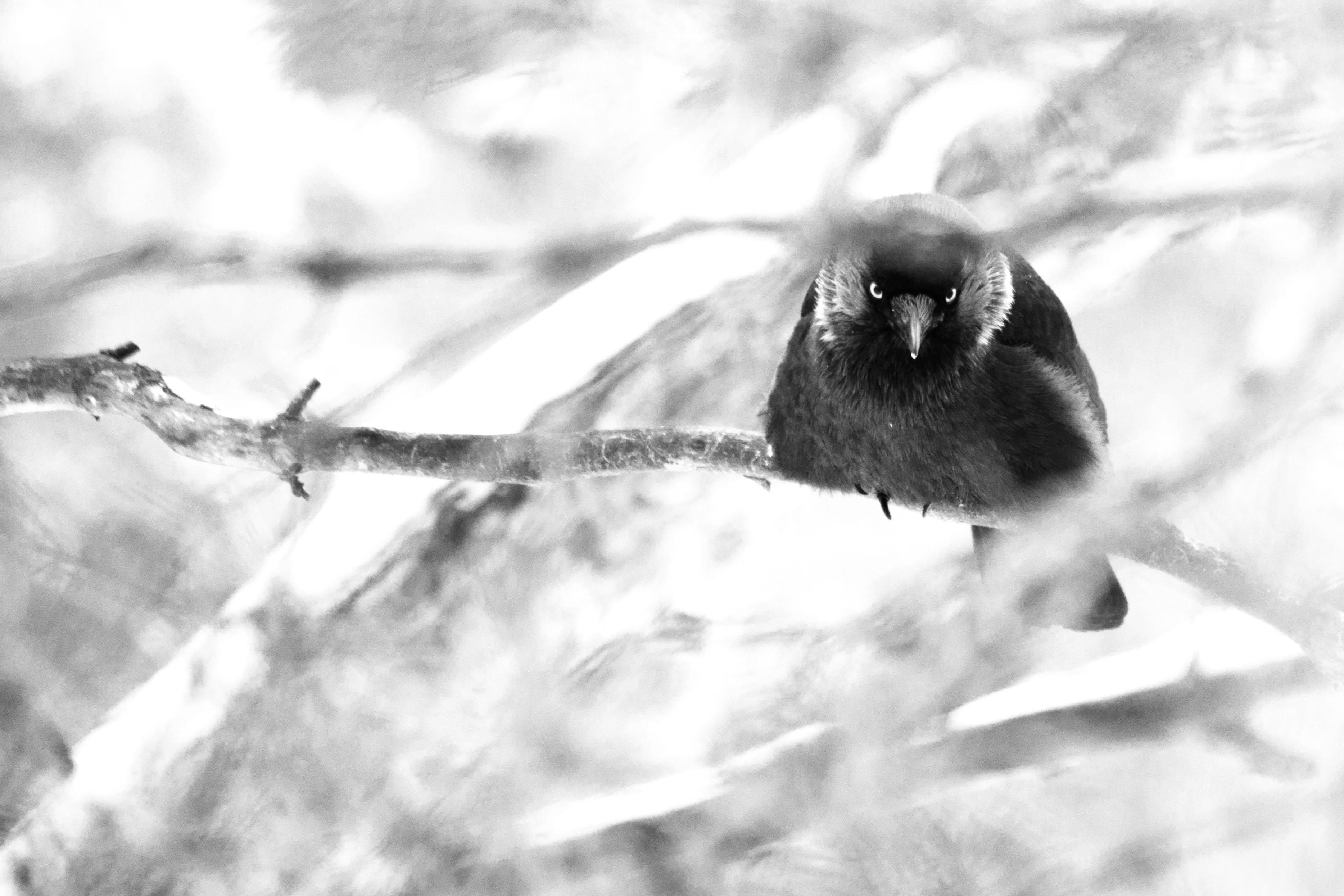 3735x2490 winter, Crow, Branch, Gothic, Dark, Death Wallpaper HD / Desktop and Mobile Background