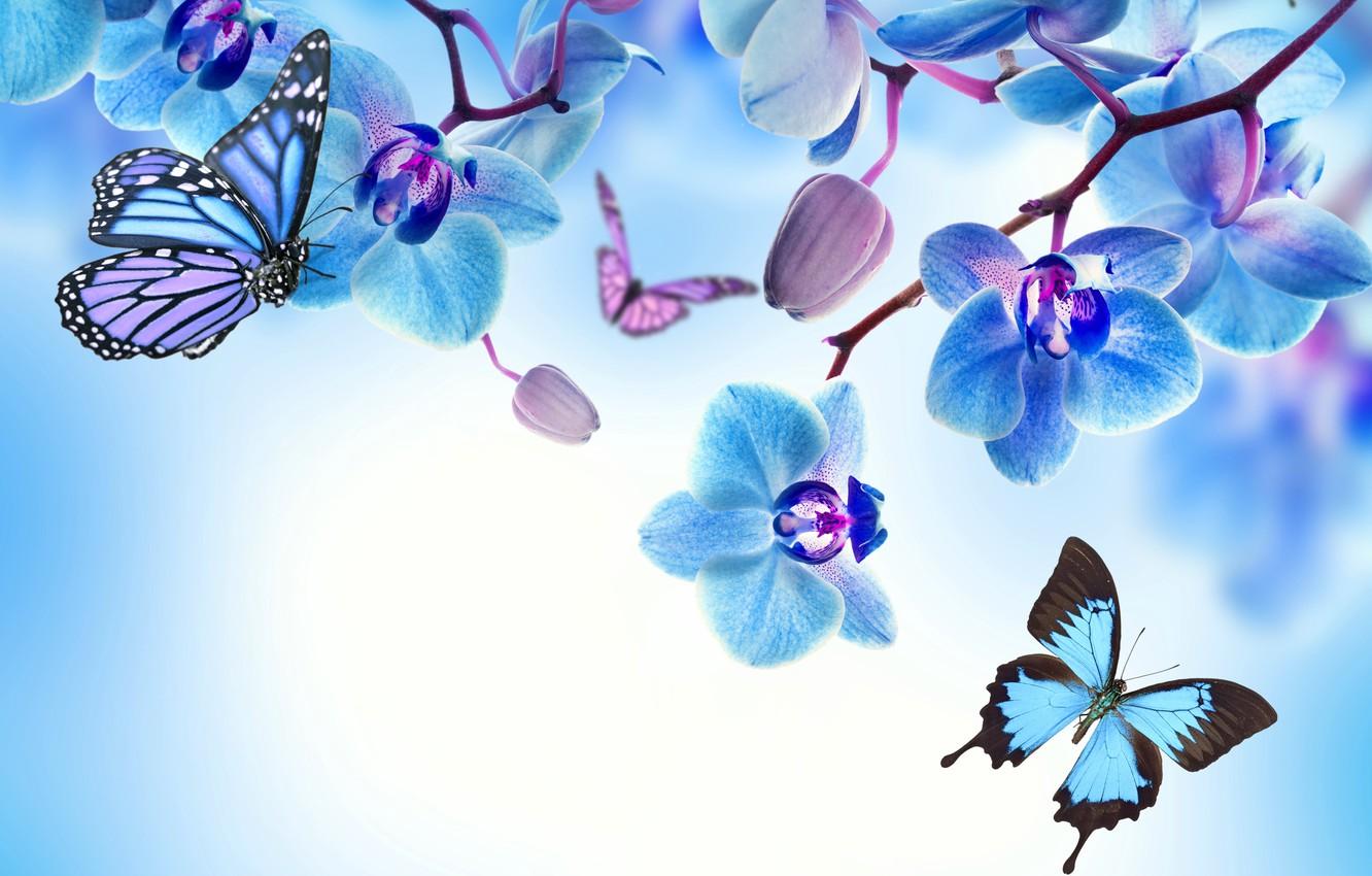 Roses and Butterflies Wallpapers - Top Free Roses and Butterflies ...