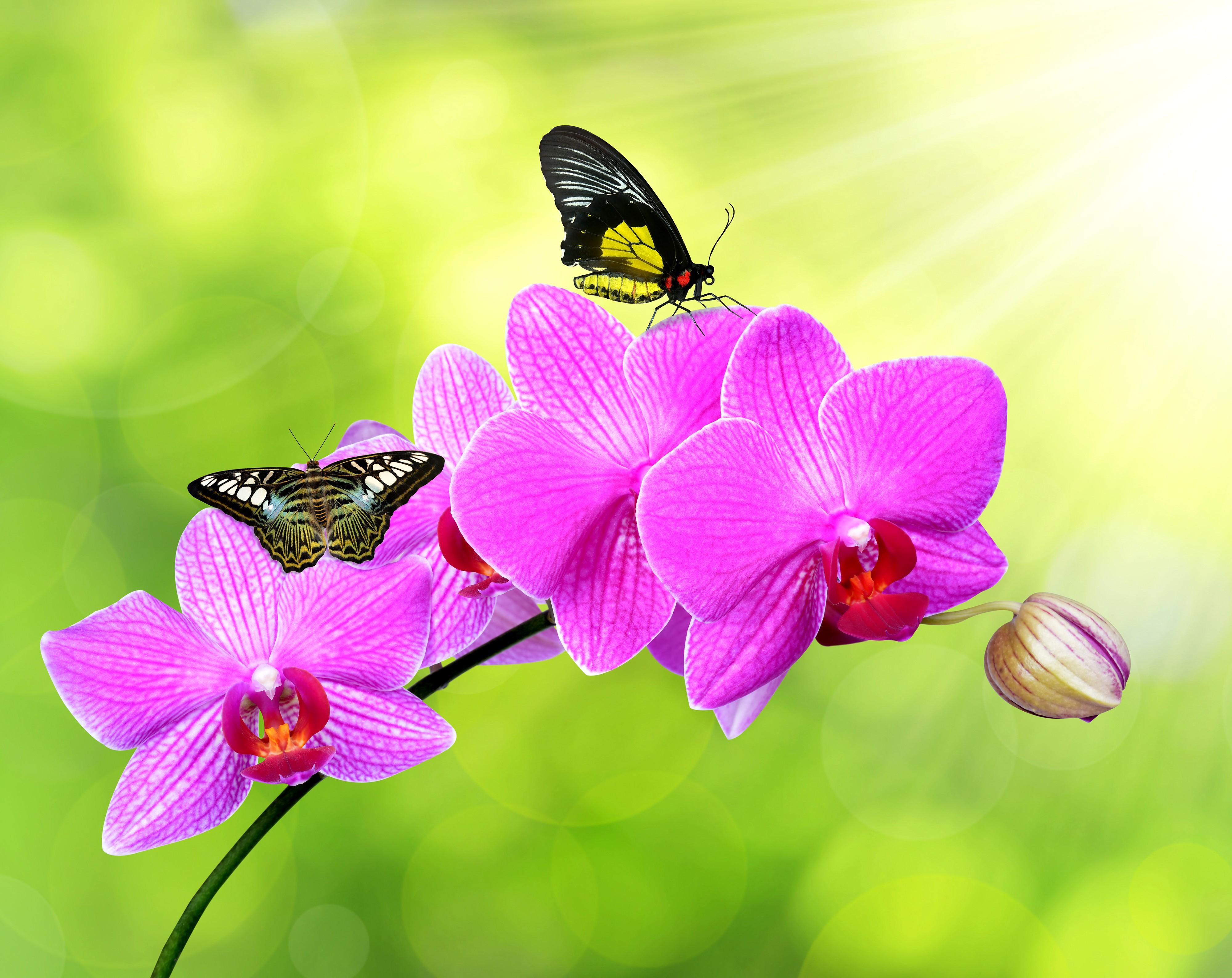 4000x3176 4K, Orchid, Roses, Butterflies HD Wallpaper