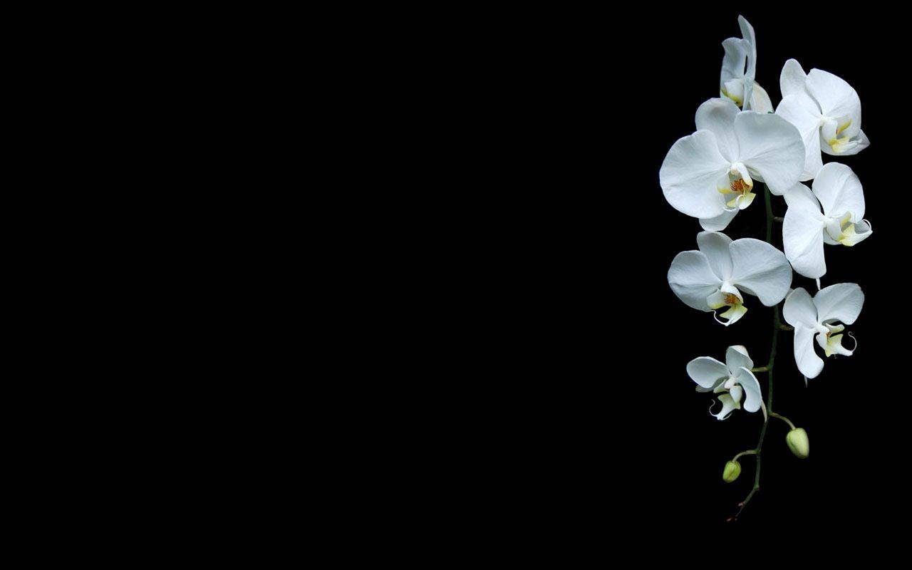 White Orchid Wallpapers Top Free White Orchid Backgrounds Wallpaperaccess