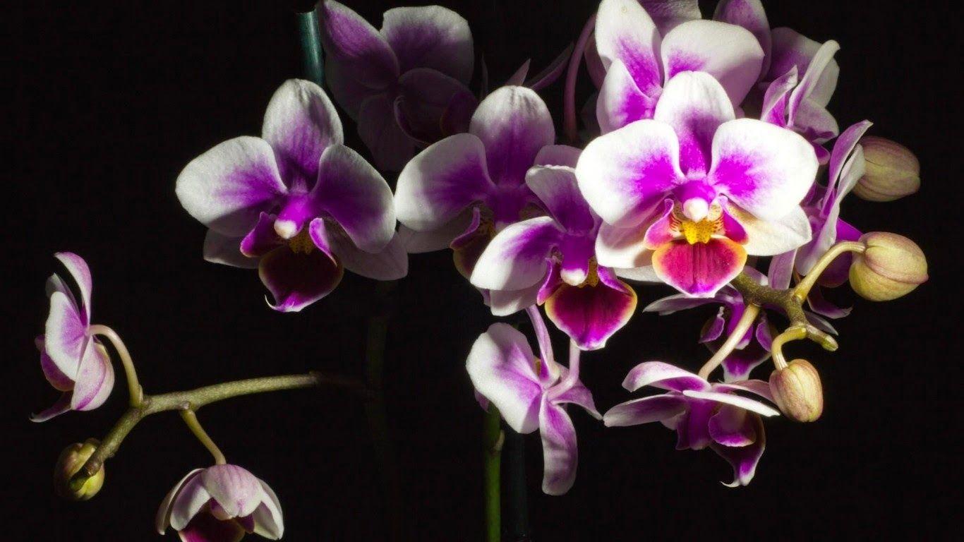 1366x768 Flowers