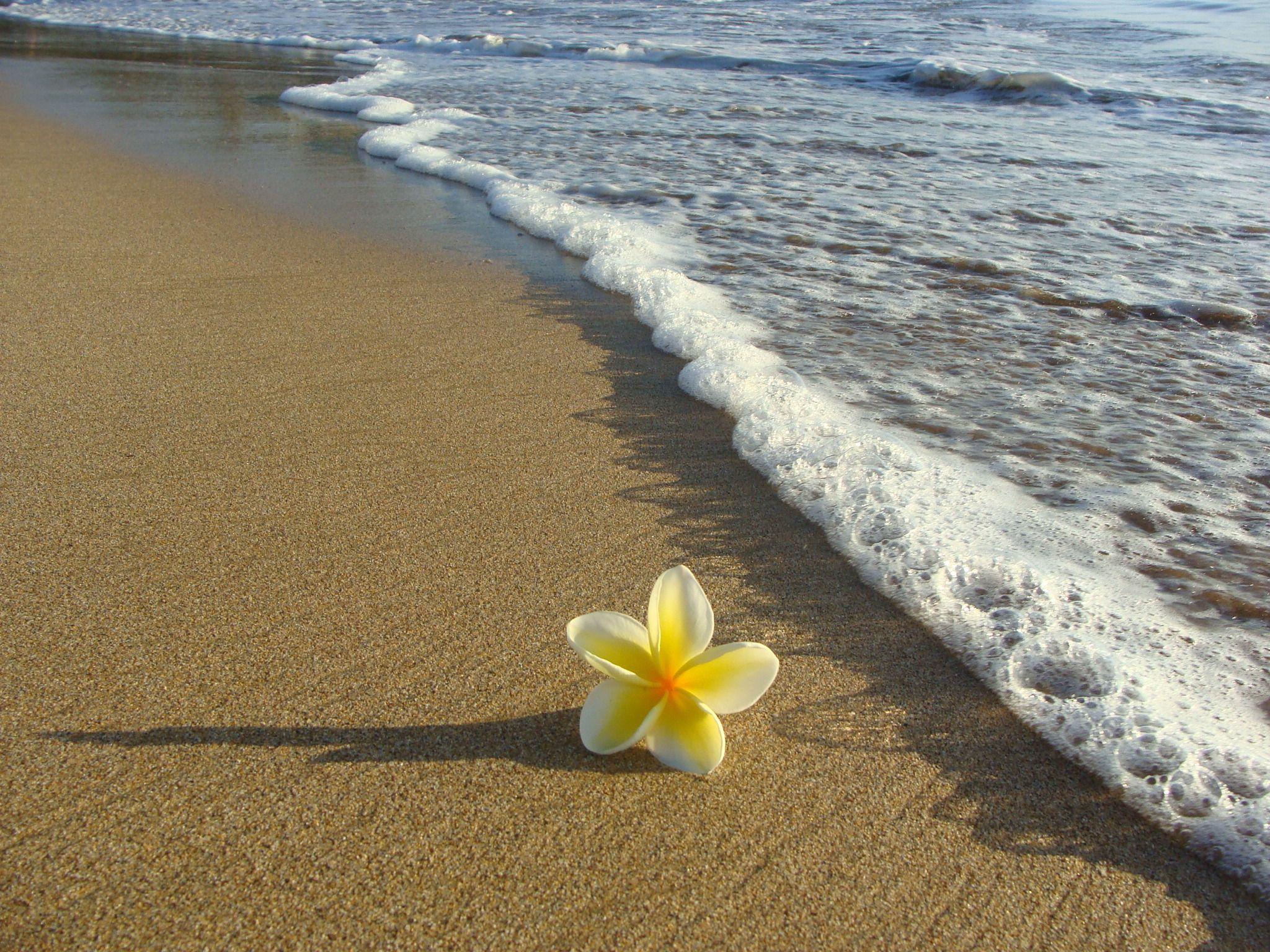 2048x1536 OCEAN / BEACHES. Beautiful flowers photography, Beach, Beach picture