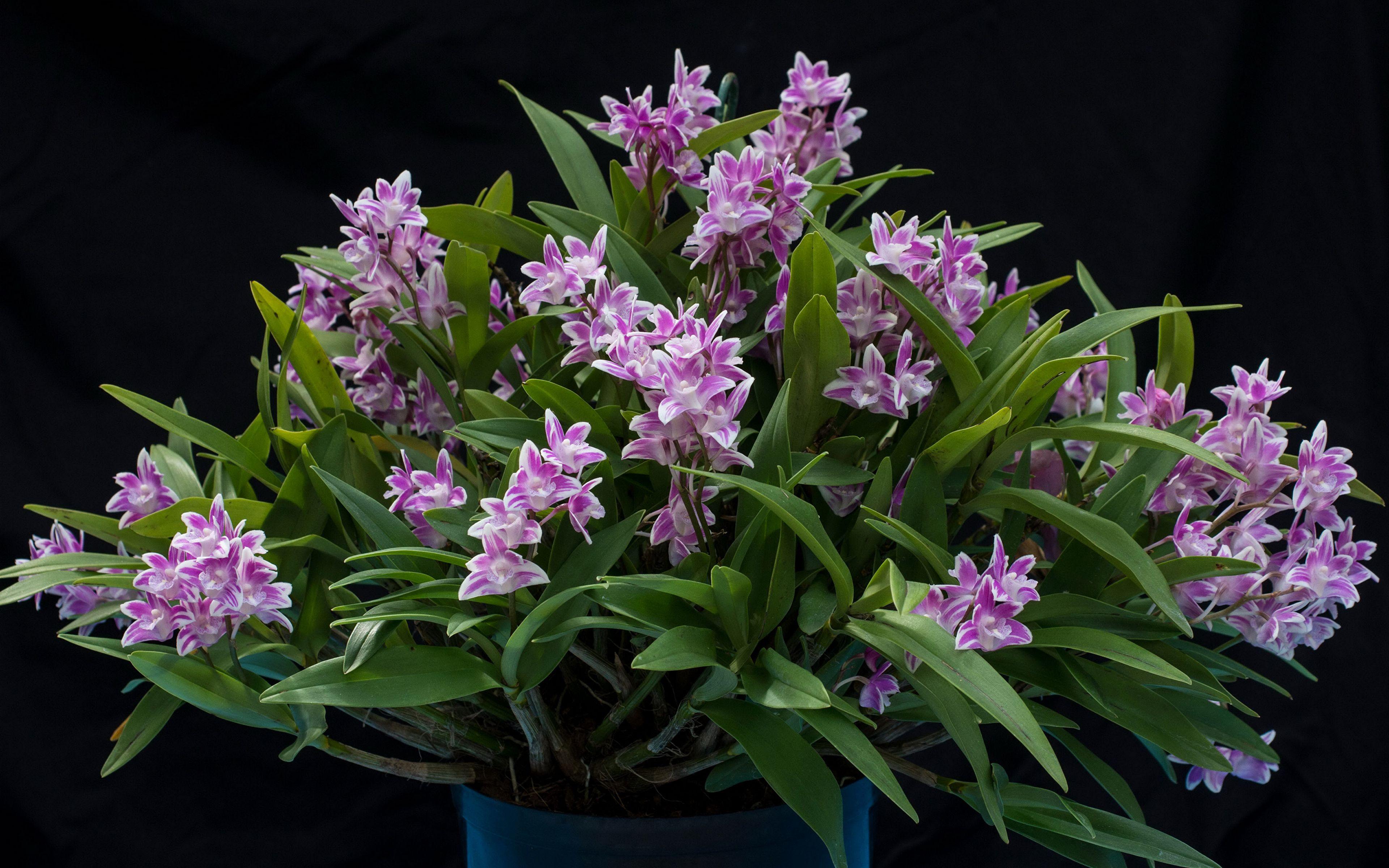 Black Orchid Wallpapers - Top Free Black Orchid Backgrounds