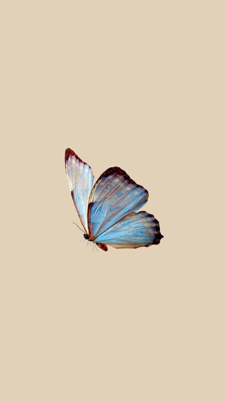 Minimalist Butterfly Wallpapers - Top Free Minimalist Butterfly
