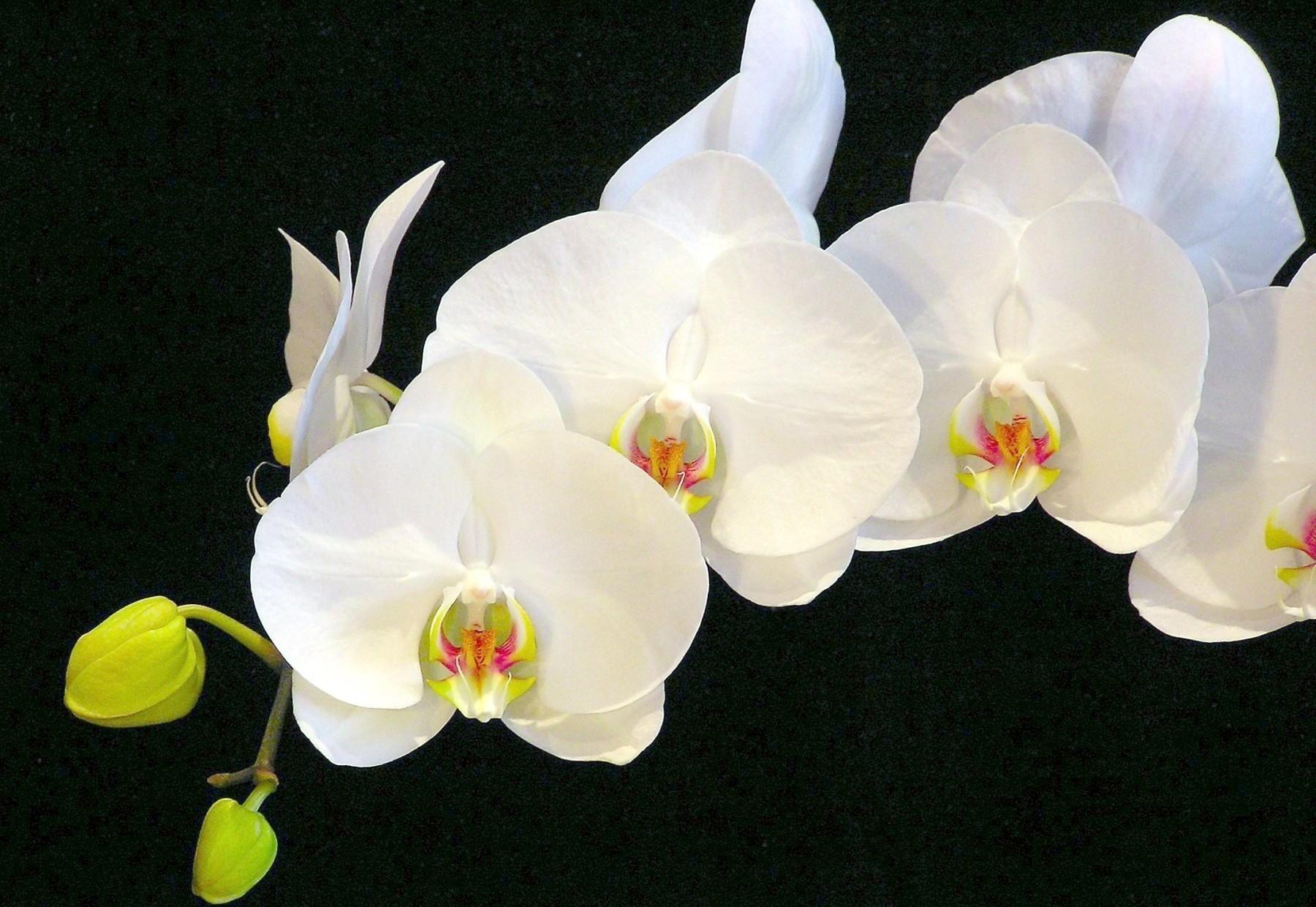 Black Orchid Wallpapers Top Free Black Orchid