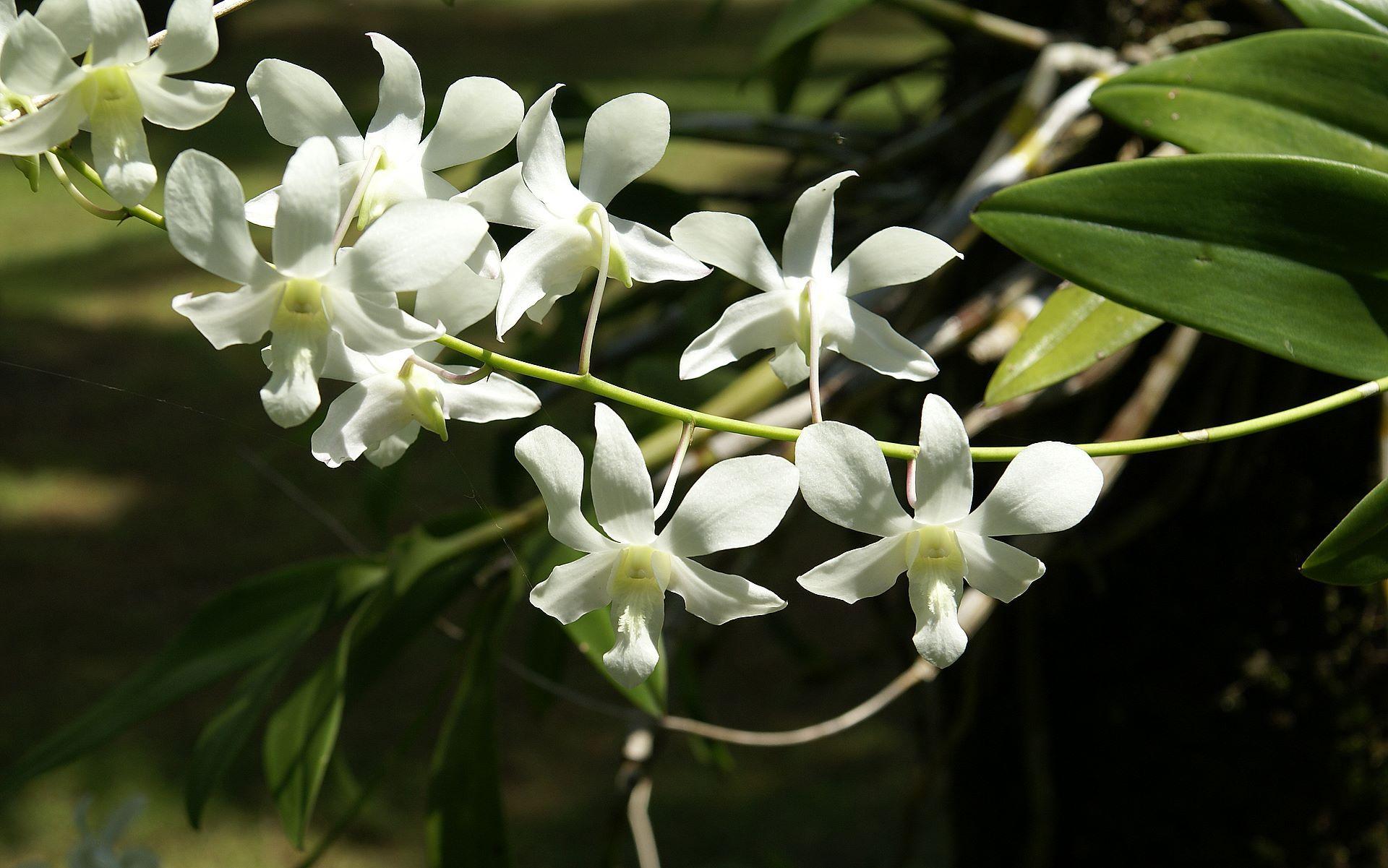 1920x1201 white orchid wallpaper