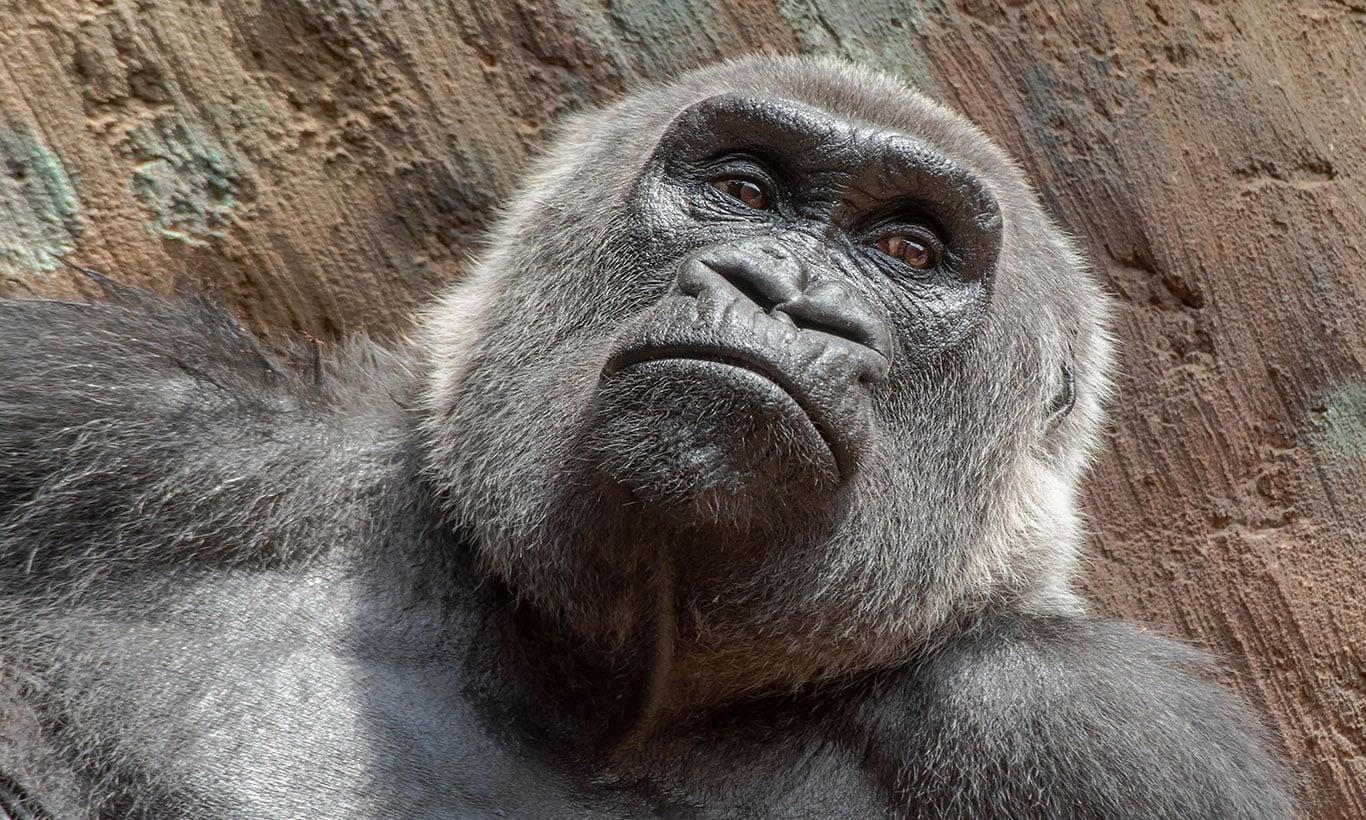 1366x820 Gorilla Wallpaper Mural Art