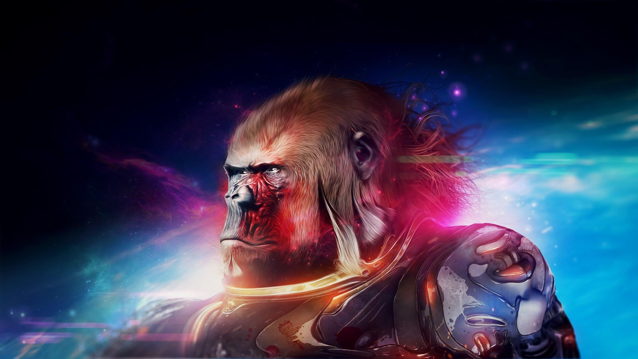 2560x1440 2560x1440 free computer wallpaper for gorilla