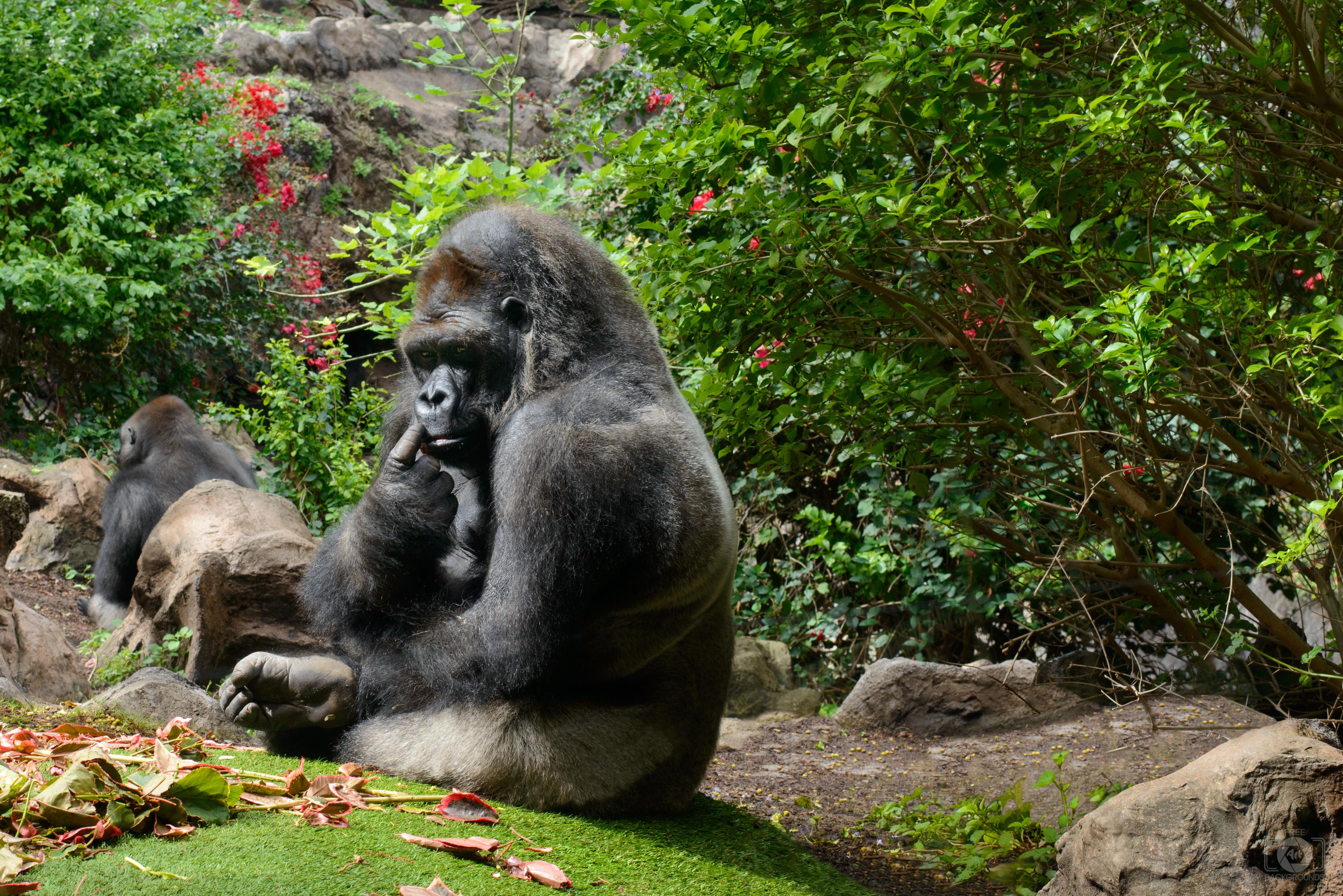 4348x2902 Gorilla Background Quality Free Background
