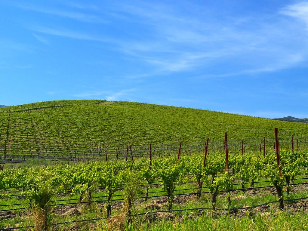 1024x768 21st Century Bliss. Bliss is the default Windows XP backg